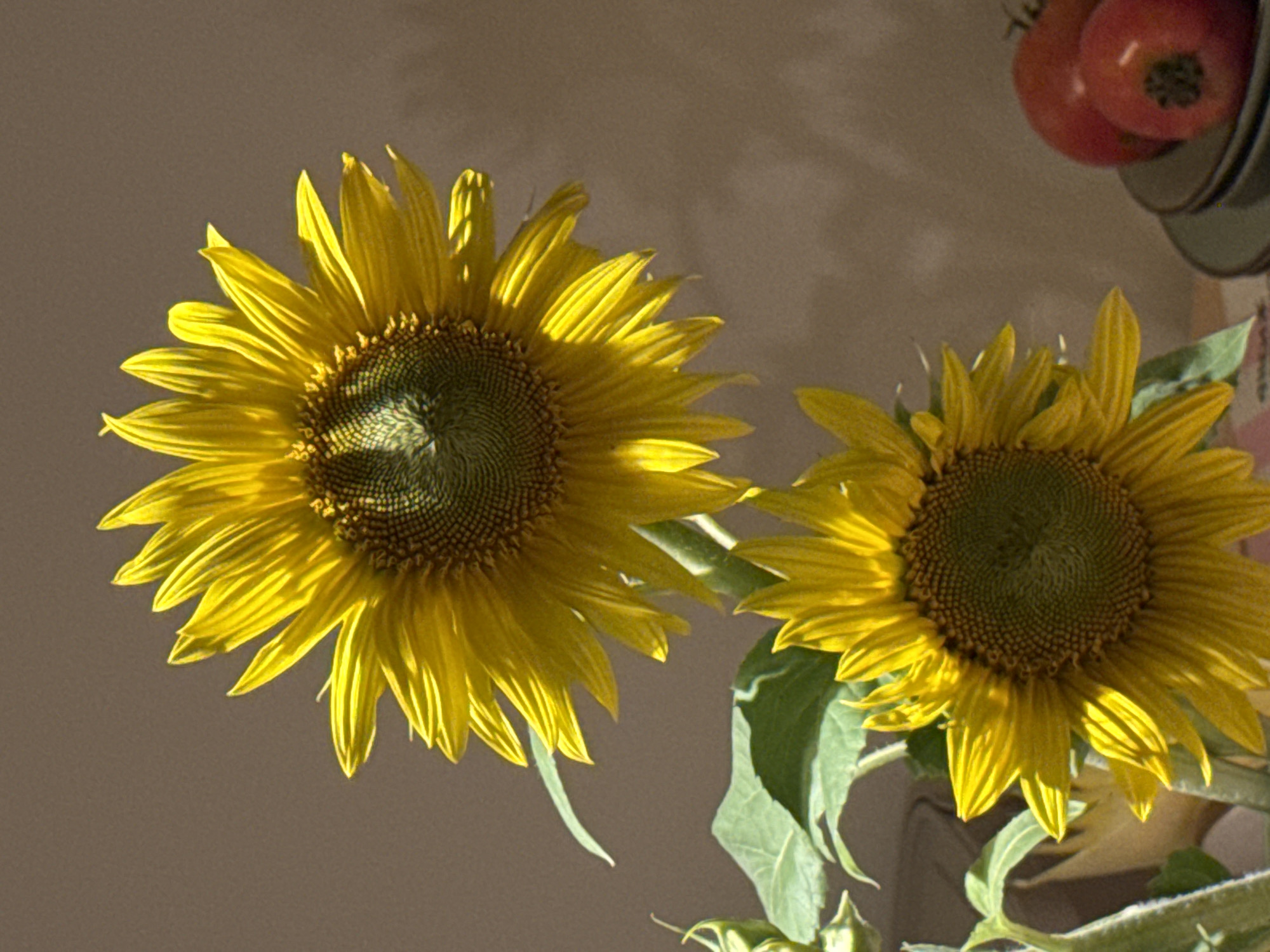 The image shows a still life composition featuring two sunflowers and some tomatoes. The sunflowers are bright yellow with dark centers. The upper sunflower is larger and more prominent, with its petals reaching towards the top of the frame. The lower sunflower is smaller and positioned below and to the left of the upper one. Green leaves are visible surrounding the sunflowers. To the right of the sunflowers, on a stack of plates, are two red tomatoes. The background is a plain, textured wall, with soft shadows cast on it, suggesting artificial lighting. The scene is set indoors. There are no people or animals present in the image. There is no information in the image to indicate the location in Izhevsk, Russia.