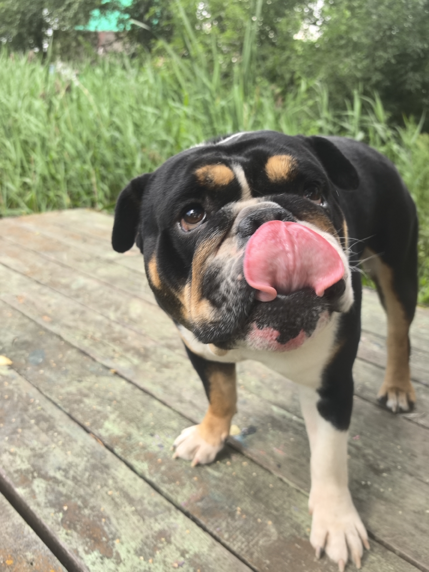 The image shows a tricolor bulldog with its tongue out, licking its nose. The dog is standing on a weathered wooden deck. In the background, there is tall green grass and blurred trees. The lighting suggests it is daytime, likely outdoors. The image does not provide any information about the specific location in Noviy, Russia, or the presence of any people or interactions.