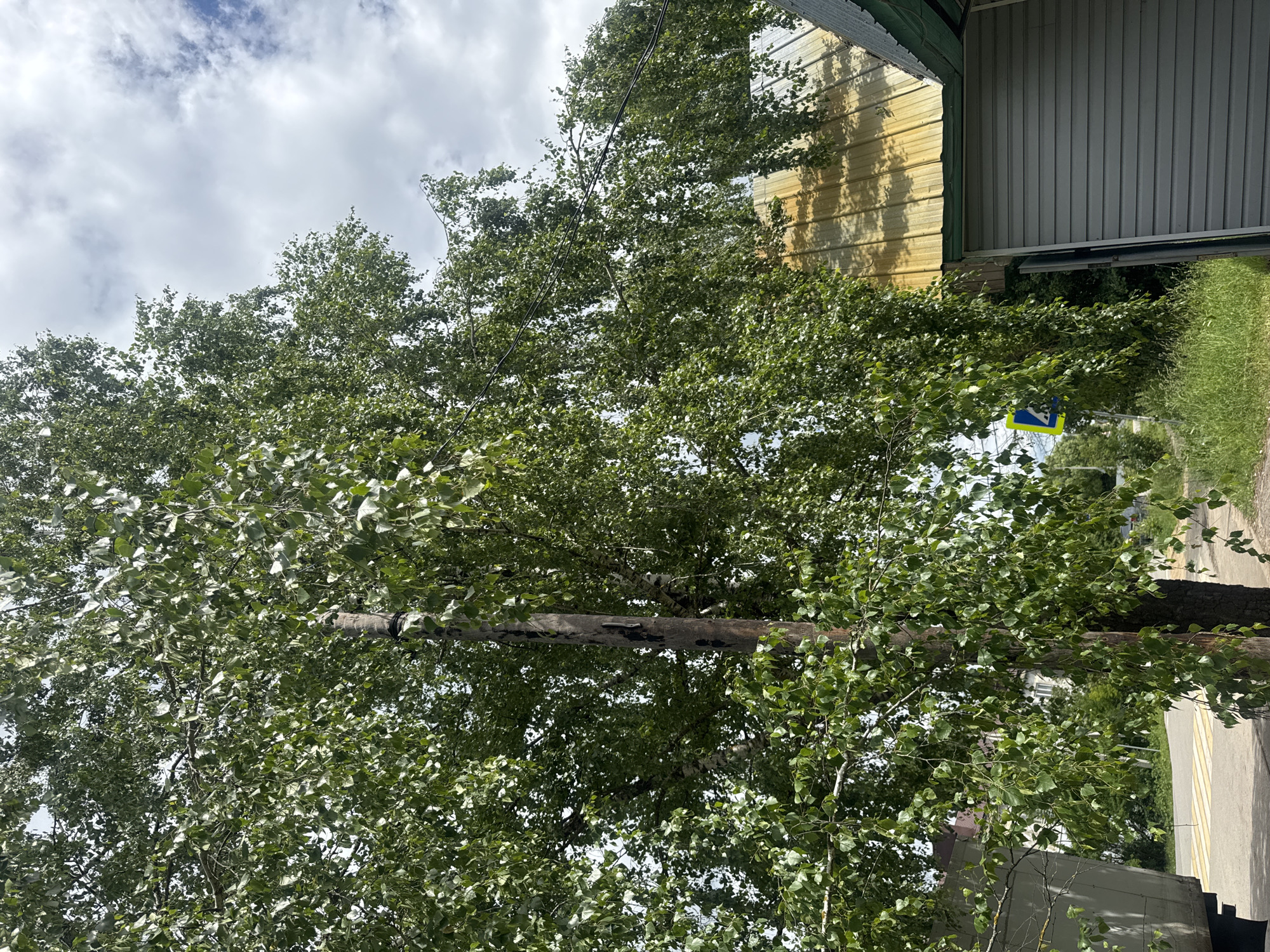 The image depicts a scene in Zaokskiy, Russia, dominated by a large, leafy birch tree with branches hanging low. A wooden utility pole stands next to the tree trunk. To the right of the tree, a building with a corrugated metal roof, possibly yellowed with age or rust, is visible. Part of the building's facade is also visible, featuring grey, horizontal siding and what appears to be a closed garage door or shutter. In the background, a road with a pedestrian crossing marked by yellow and white stripes can be seen, along with a blue and yellow road sign indicating a pedestrian crossing. A portion of a light-colored vehicle is present on the left side of the frame. The sky above is partly cloudy with patches of blue. The overall environment suggests an outdoor, possibly semi-urban or rural setting. There are no people or animals visible in the image.