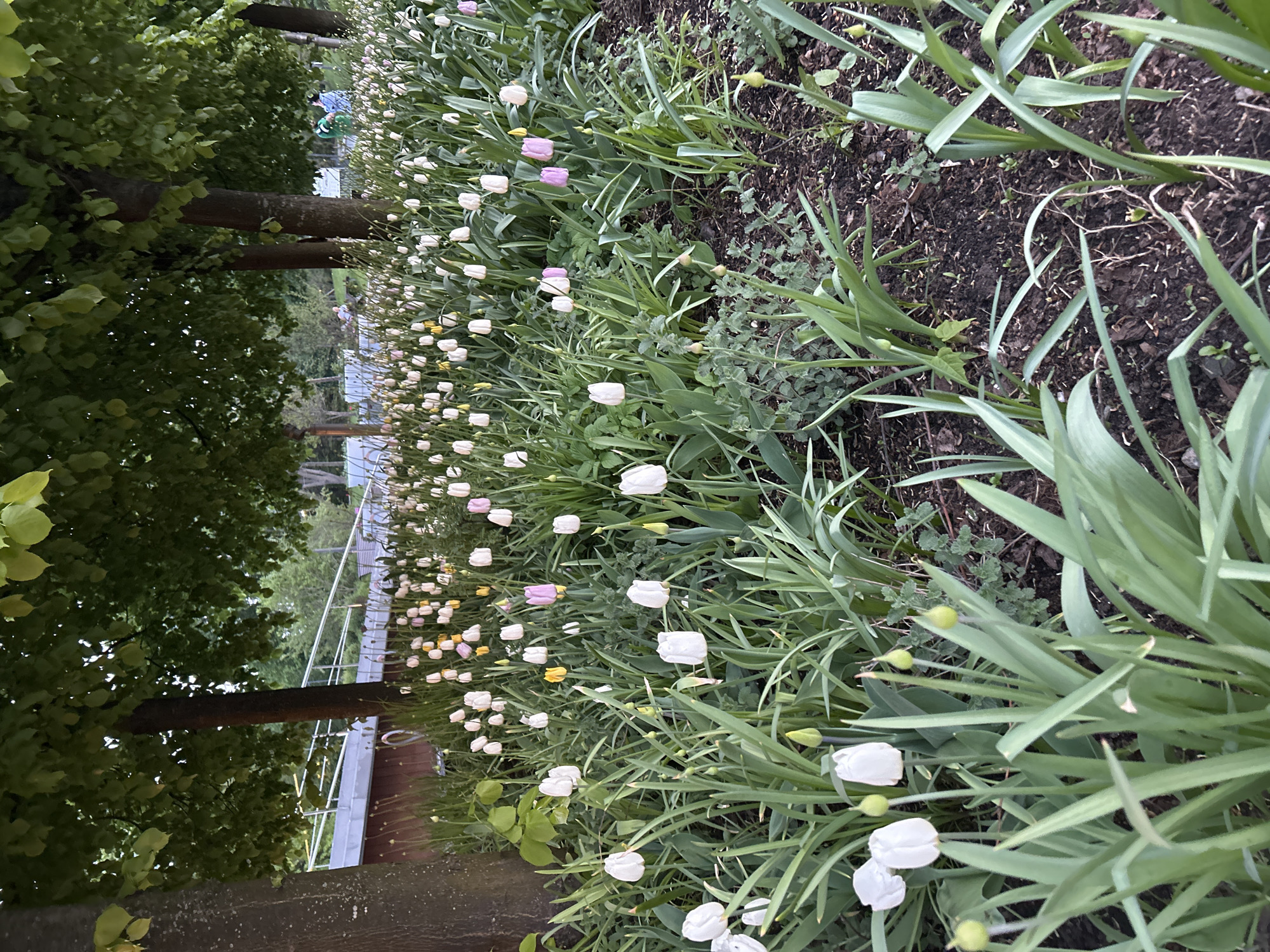 A landscape-oriented view depicts a flower bed brimming with various colored tulips – primarily white, with hints of yellow and pink – against a backdrop of green foliage and soil. A row of trees lines the edge of the flower bed on the left, their canopies reaching overhead. In the distance, a glimpse of a building with white metal fencing is visible. The location appears to be an urban garden or park, location Unknown, Unknown.