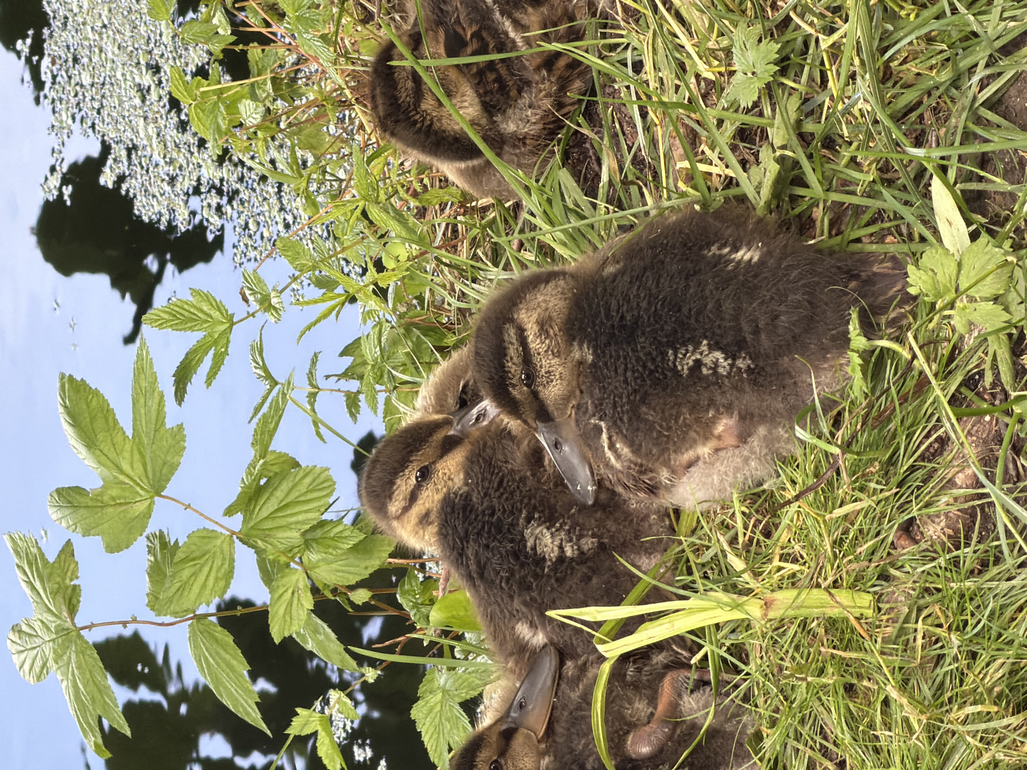 This media file shows a group of ducklings nestled in the grass near the water's edge. The ducklings are fluffy and brown with dark markings. They appear to be very young, with their eyes open and beaks visible. Some of the ducklings are huddled together, while others are partially obscured by the grass.
The scene is set in a natural environment with lush green grass and vegetation. The water in the background reflects the sky and foliage, suggesting a calm and sunny day. The leaves of a plant are prominently visible in the foreground, with their serrated edges and green coloration. The overall impression is one of peacefulness and natural beauty.
There is no visible text in this media file. The time of day appears to be daytime, given the lighting conditions. The location cues, such as the grass, water, and vegetation, are common to many natural settings. The emotion conveyed is one of innocence and vulnerability associated with young animals in their habitat.