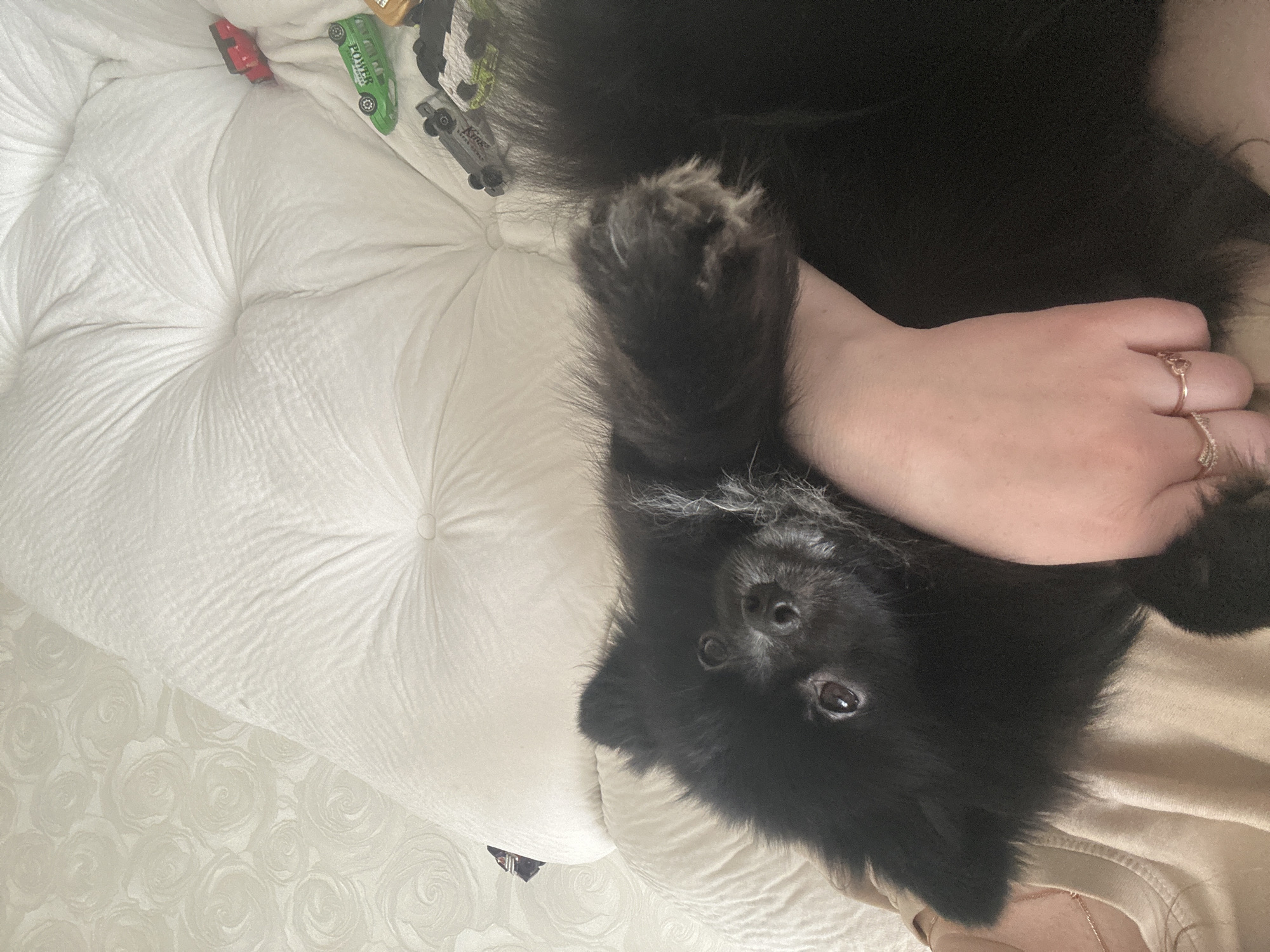 A black Pomeranian dog lies on a white cushioned surface, possibly a bed or sofa, alongside a person's arm wearing two rings. Several small toy cars are scattered on the surface. The location of Chaikovsky, Russia, is not discernible from the image.