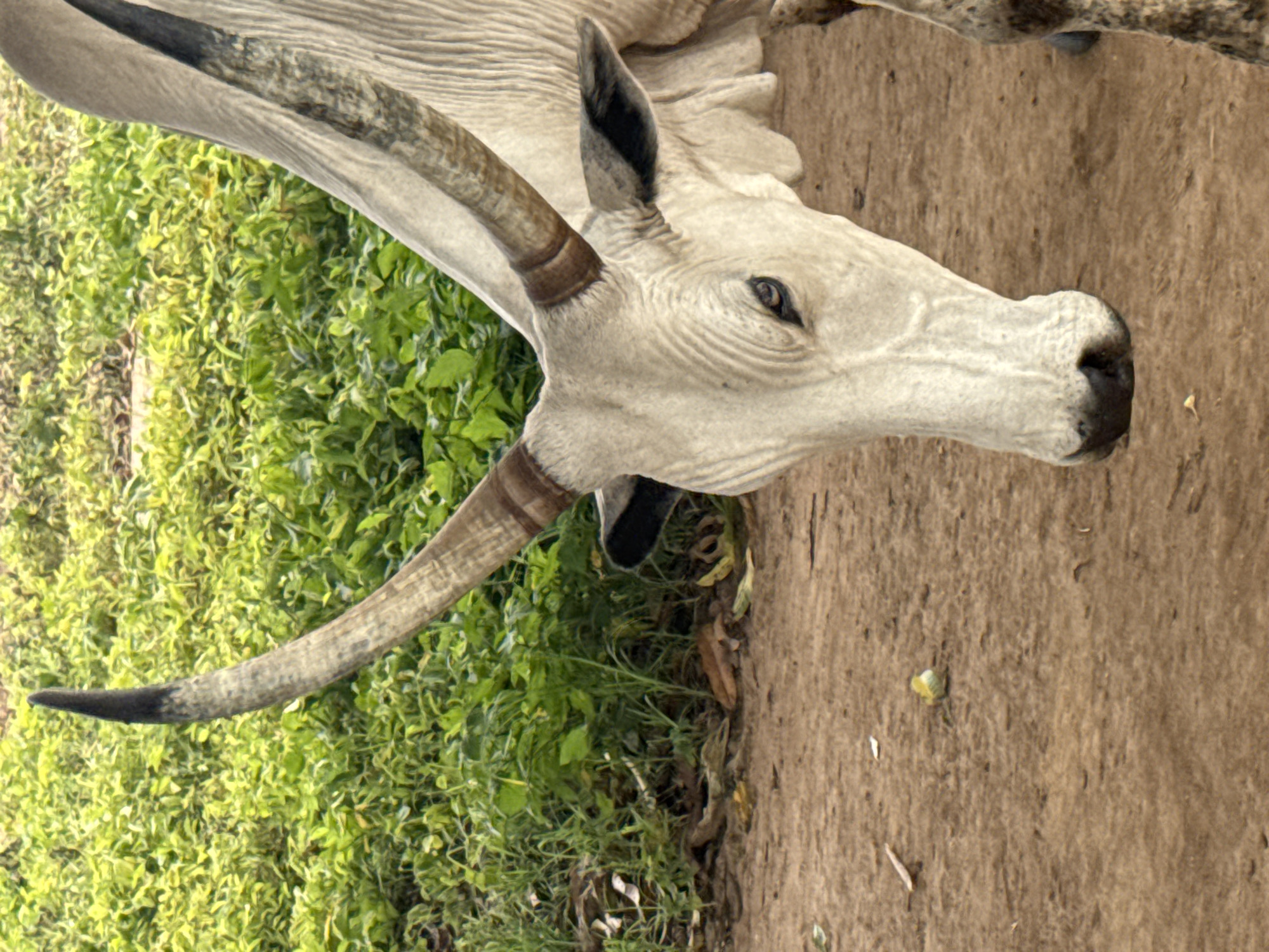 A close-up, eye-level, vertical outdoor shot shows a white cow in Jawu, Nigeria. The cow is facing towards the lower right of the frame, with its head tilted downwards and its gaze directed slightly off-camera. Its large, curved horns are prominent, with dark tips and lighter, ridged shafts. The cow has dark-colored ears that are tipped with black. Its eye is visible and dark. The cow's face is wrinkled and textured. Its body is mostly out of frame, but a portion of its spotted flank is visible on the right. The ground beneath the cow is composed of brown soil. In the background, there is lush green vegetation. A small, round, light-colored object is visible on the ground in the middle-left of the frame.