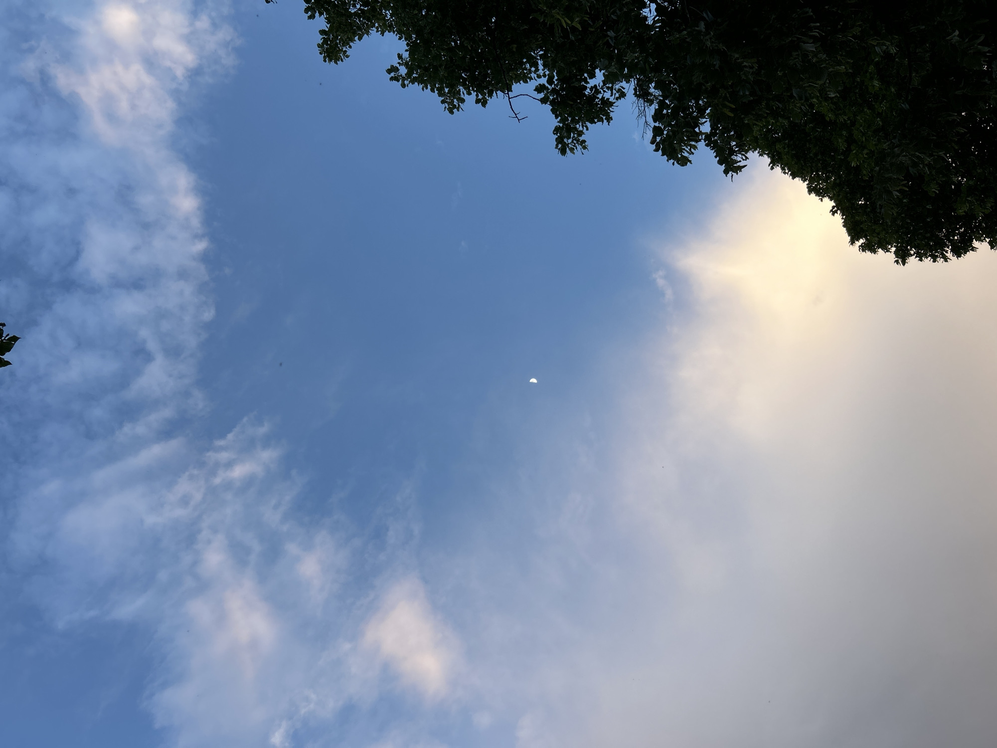 The image shows a daytime sky, partially obscured by tree foliage at the top of the frame. The sky transitions from a clear blue to a hazy, light area on the right side. A crescent moon is visible near the center of the frame. Thin, wispy clouds are scattered throughout the blue sky. The location is not specified in the image.