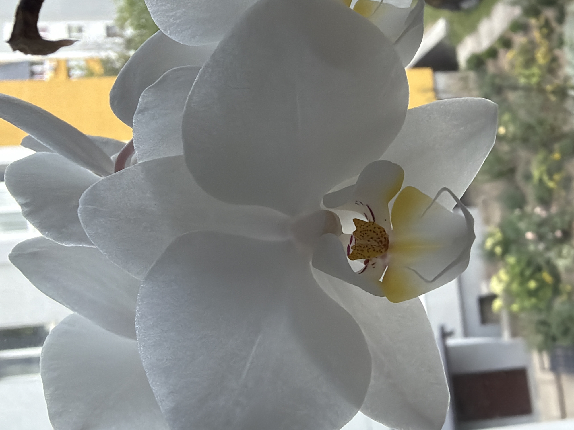 This is a close-up, upward-angle photograph of a white orchid bloom with yellow and burgundy accents in its center. The orchid's petals are large and delicate, with some showing a slight translucent quality due to the backlighting. The bloom is the primary subject, filling most of the frame.
In the background, the scene is softly blurred, suggesting it is viewed through a window. Outside, there appears to be greenery and possibly buildings, with a distinct bright yellow rectangular shape visible on the left side, which could be part of a building or a sign. The overall lighting suggests it is daytime, with natural light illuminating the orchid from behind.
To the far left, a dark, abstract shape is visible in the upper portion of the image. This shape is organic and somewhat resembles a dried leaf or a piece of bark. Its textured surface contrasts with the smooth petals of the orchid.
The setting appears to be indoors, with the orchid likely placed near a window. The blurred background elements, including what looks like part of a window frame and some out-of-focus outdoor elements, reinforce this. There is no text visible in the image. The mood conveyed is one of gentle beauty and natural serenity. The focus is entirely on the intricate details of the orchid's structure and delicate coloring.