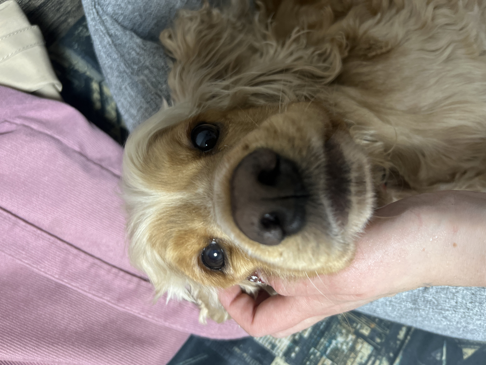 A close-up, upside-down view shows a Cocker Spaniel dog being held in a person's arm. The dog's face is the primary focus, with its dark eyes, wet nose, and tan fur. The person's hand is visible supporting the dog's head. The person is wearing grey and pink clothing. The background shows a patterned surface. There is no information in the image to indicate it was taken in Chaikovsky, Russia.