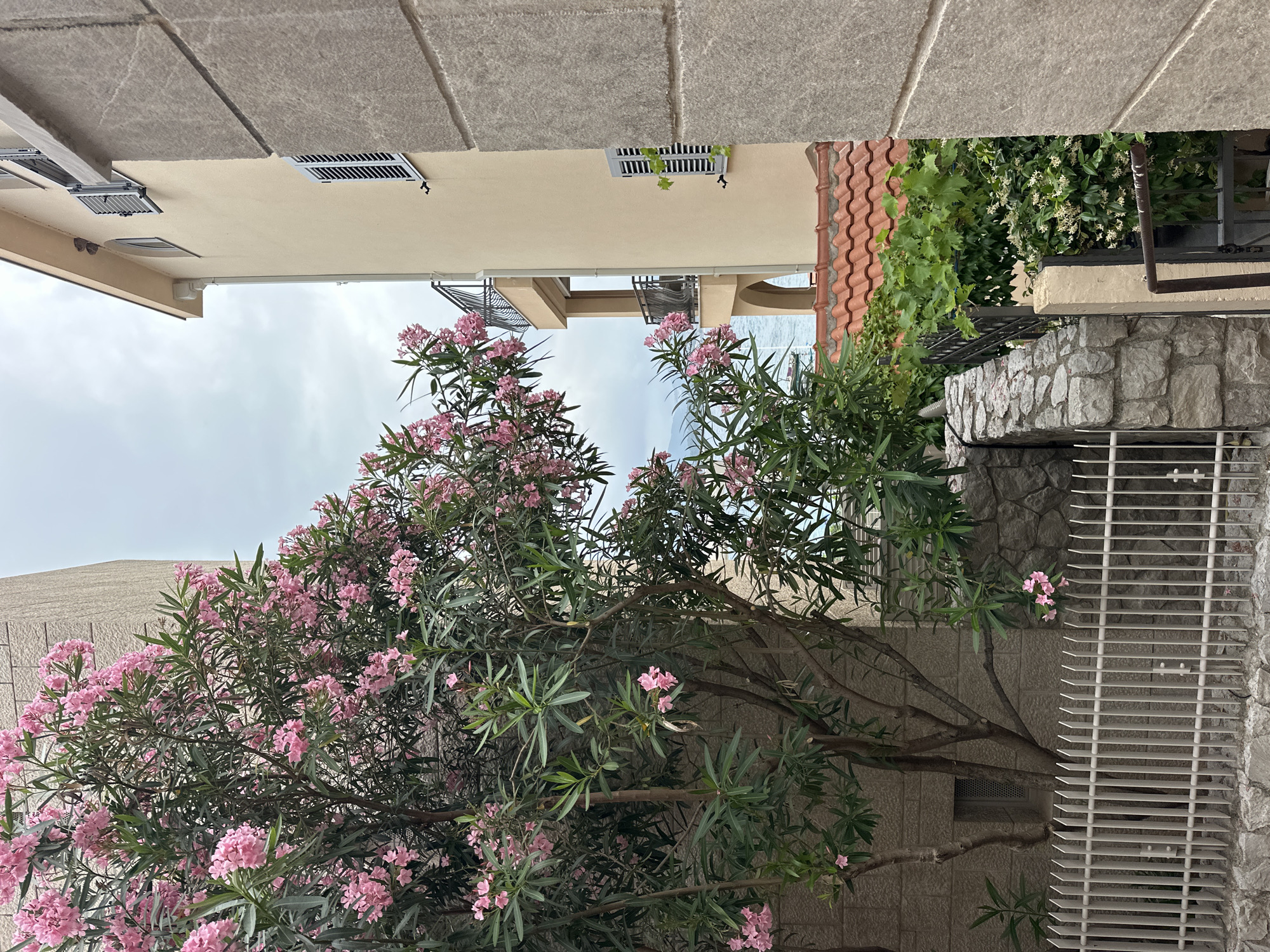 The image presents a vibrant outdoor scene, looking upwards between buildings, dominated by lush pink flowering oleander trees under an overcast sky.
In the foreground and mid-ground, several large oleander trees showcase abundant clusters of pink blossoms amidst dense, elongated green leaves. Their sturdy, brown branches are visible, intertwining with the foliage, filling much of the central and lower parts of the frame.
Behind the trees, light-colored, beige-walled buildings rise. The building on the left features a flat roofline and dark, slatted ventilation covers or small window shutters. The building on the right, slightly further back, displays similar architectural details, including small balconies with black metal railings. A section of a red-tiled roof is visible on the upper right side, peeking out from behind green foliage.
To the right, a textured stone wall, composed of irregularly shaped grey rocks, forms part of the setting. More green vines and smaller white flowers (possibly jasmine) grow on and around this wall. Adjacent to the stone wall, a large white slatted grate, likely covering a ventilation unit or a window, is prominently featured.
The scene suggests a warm, likely Mediterranean climate, consistent with Pržno, Montenegro. The time of day appears to be daytime, with soft, diffused light due to the cloudy sky. There are no people or specific activities taking place, creating a tranquil and verdant atmosphere. No visible text is present in the image.