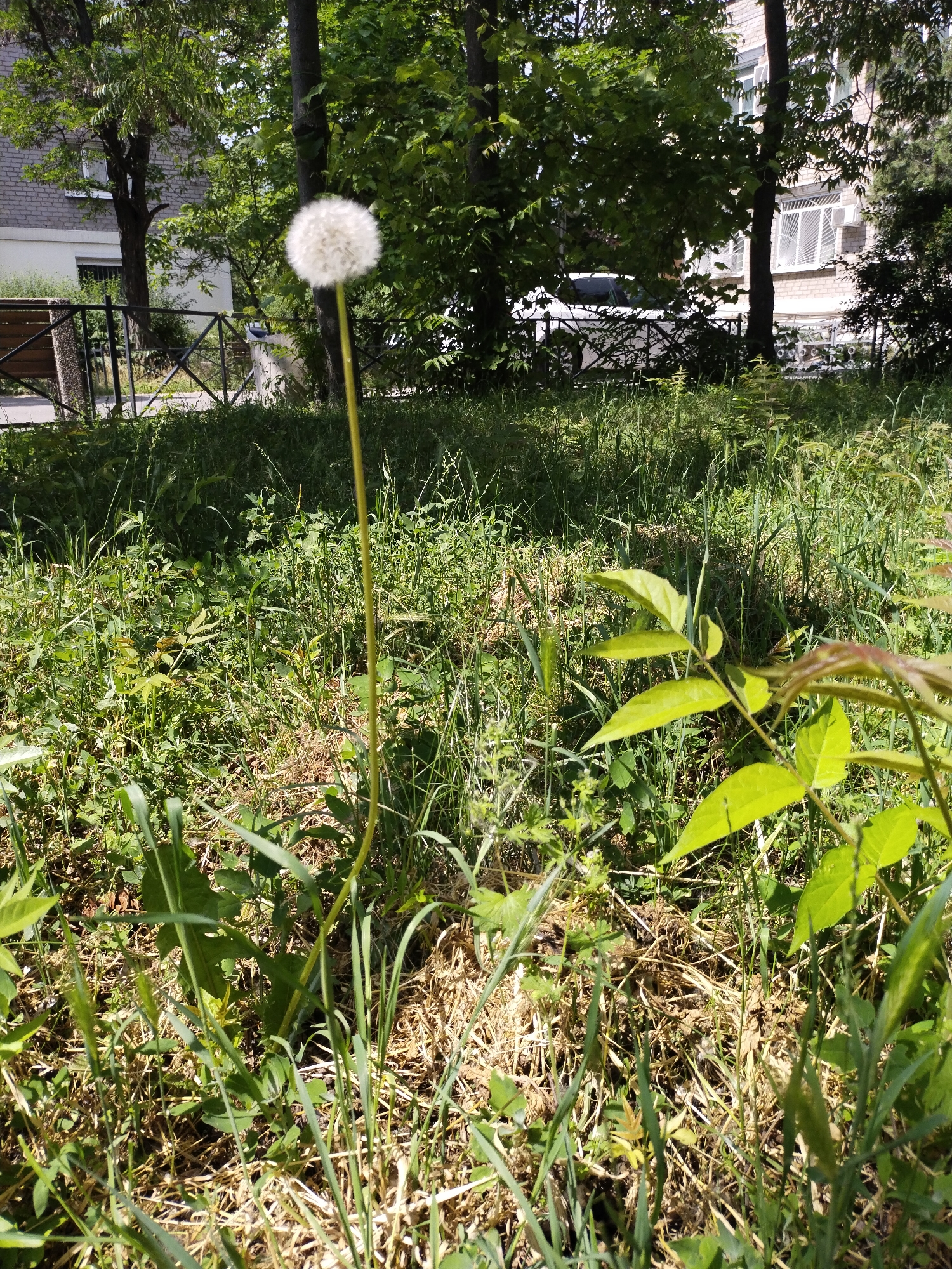 A close-up, eye-level shot captures a dandelion seed head standing tall on a slender, green stem amidst overgrown grass and dry foliage. In the background, a blurred view of trees and a brick building with windows is visible. A dark metal fence with diagonal supports runs horizontally across the mid-ground, with a wooden bench partially visible to the left. The scene is bathed in natural sunlight, casting shadows and highlighting the textures of the vegetation. The location is identified as Horishni Plavni, Ukraine.