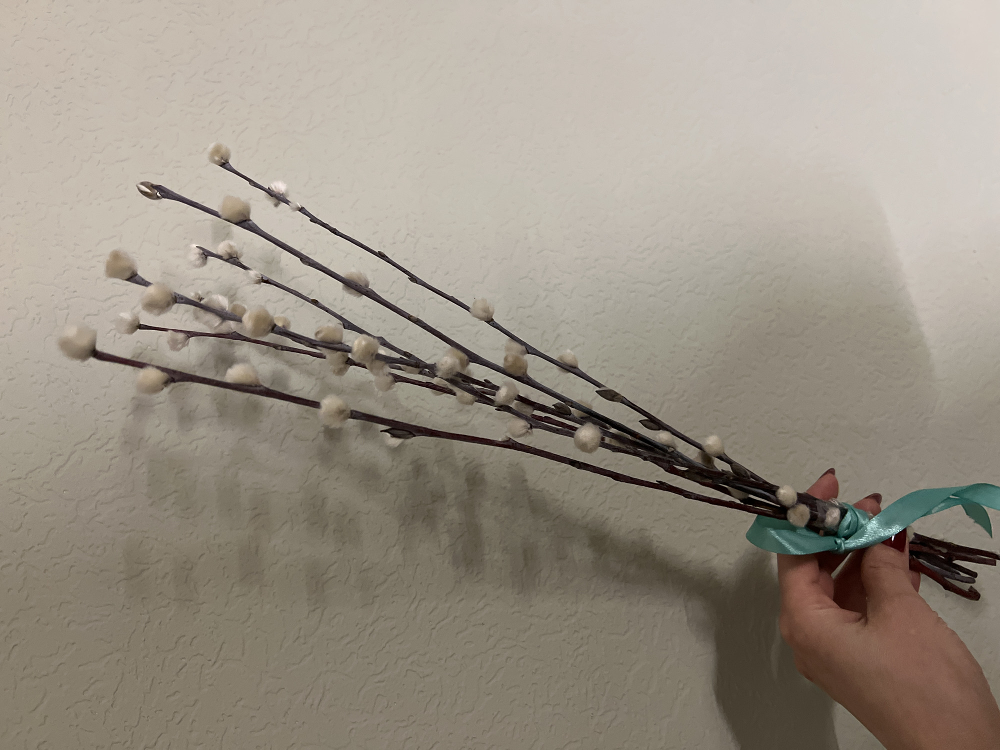 A hand holds a bouquet of pussy willow branches tied with a light blue ribbon against a textured beige wall. The branches extend upwards and to the left. The location is not identifiable as Saint Petersburg, Russia, based on the visual information provided.