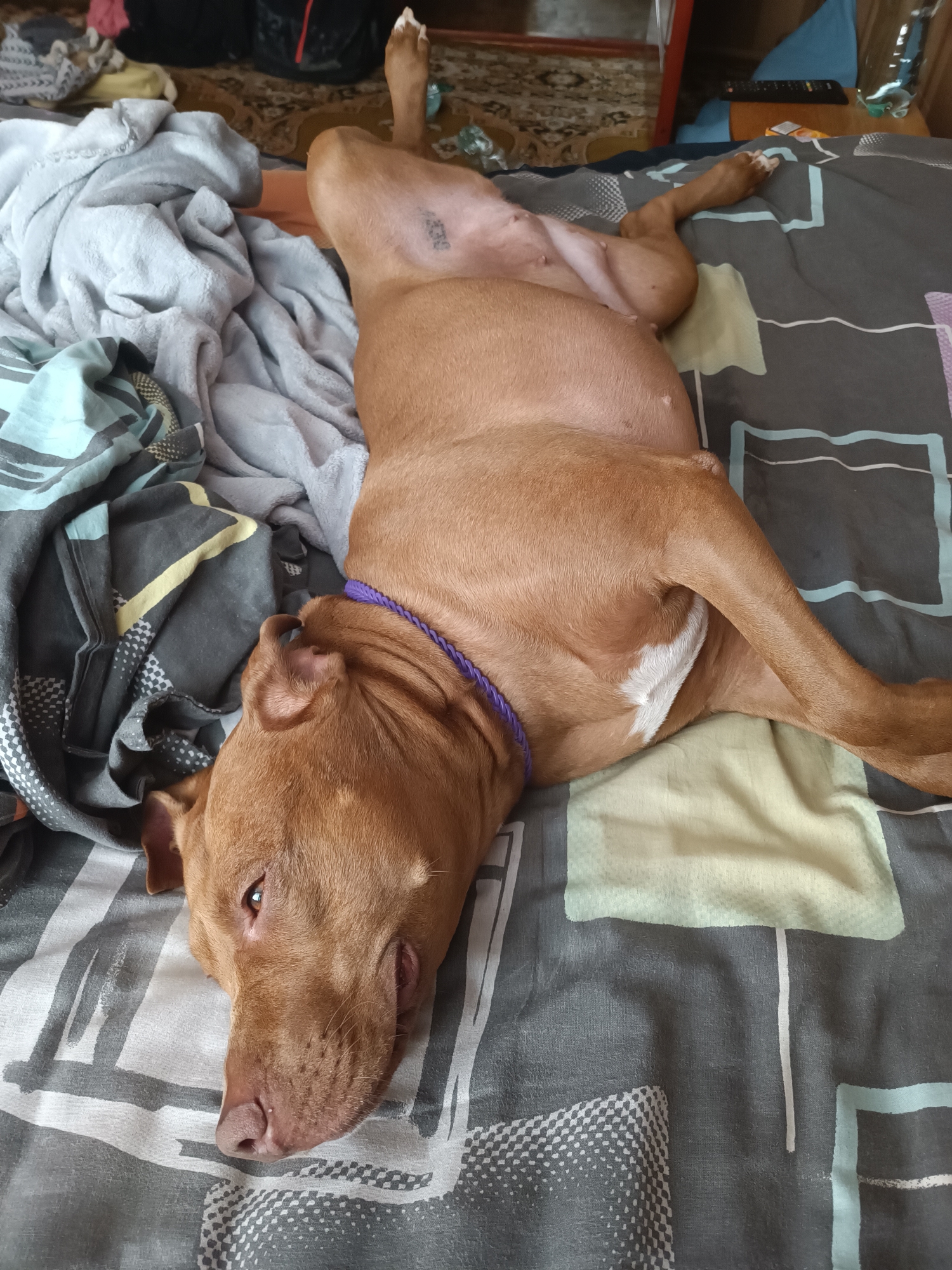 A brown pit bull dog is lying on its back on a bed. The dog's head is to the left, and its body extends to the right. The dog is wearing a purple collar. The bed is covered with a patterned duvet. There are blankets and other bedding around the dog. The image appears to have been taken indoors. The location is identified as Zaporizhzhia, Ukraine.