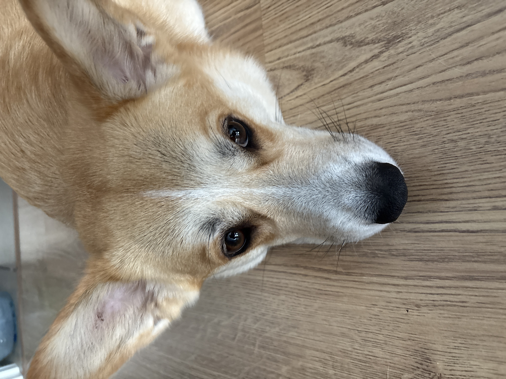 A close-up, overhead shot features the face of a tan and white Corgi dog lying on a light brown, wood-grain linoleum floor. The dog's head is angled towards the viewer, with its nose resting on the floor. Its large ears are erect, and its dark brown eyes are looking directly at the camera. The dog has light tan fur with white markings on its snout and forehead, and its nose is black. The linoleum floor exhibits visible wood grain patterns. The background is out of focus but appears to be indoors, possibly a home environment. There are no people or other animals visible in the image. The image does not contain any information that would allow for its location to be specified to the city of Penza, Russia.