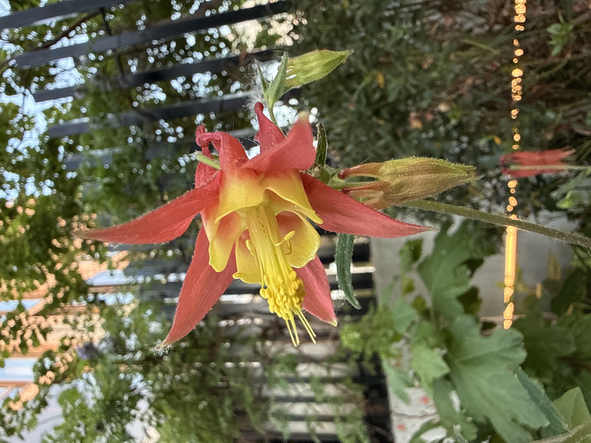 The image features a red and yellow columbine flower in bloom, with two buds nearby, set against a backdrop of greenery and a metallic lattice structure that could be part of a pergola or trellis. The light suggests the photo was taken outdoors, possibly in a garden or park. Although I cannot determine the exact location in the city of New York, United States of America. The presence of specific plants and structures indicates an outdoor setting where careful cultivation is maintained.