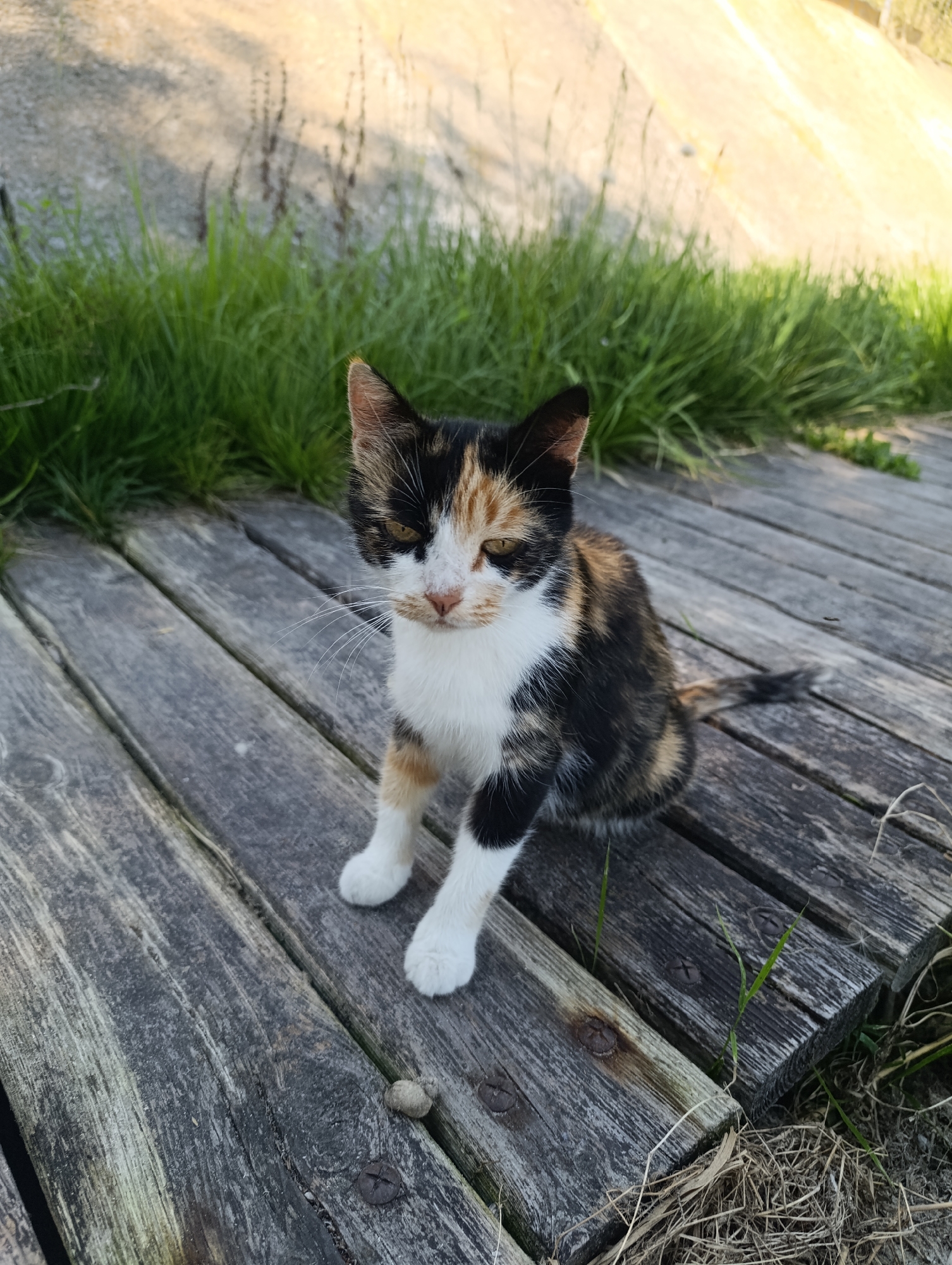 A calico kitten sits on a weathered wooden boardwalk. The kitten has patches of white, black, and orange fur and white paws. It is facing slightly to the left of the camera with its head tilted and its eyes open. Behind the boardwalk, there is a grassy area and a sloping embankment. The lighting suggests it is daytime. The location is identified as Bulatselivka, Ukraine.