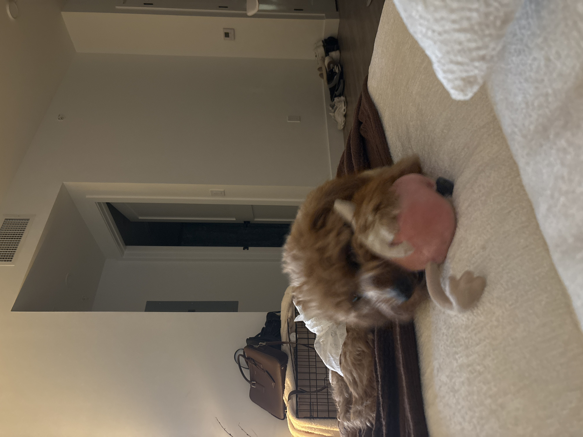 A fluffy brown dog plays with a pink toy on a bed in a bedroom. The dog is in the foreground, with its head partially obscured by its paws and the toy. The bed has a textured white comforter and is covered with brown blankets. In the background, a black metal dog crate is visible with a brown leather bag and a black bag on top of it. Further in the background, a doorway leads to another room, and on the floor, several pairs of shoes are neatly arranged. The room appears to be in an apartment or house in Hallandale Beach, Florida, United States of America.