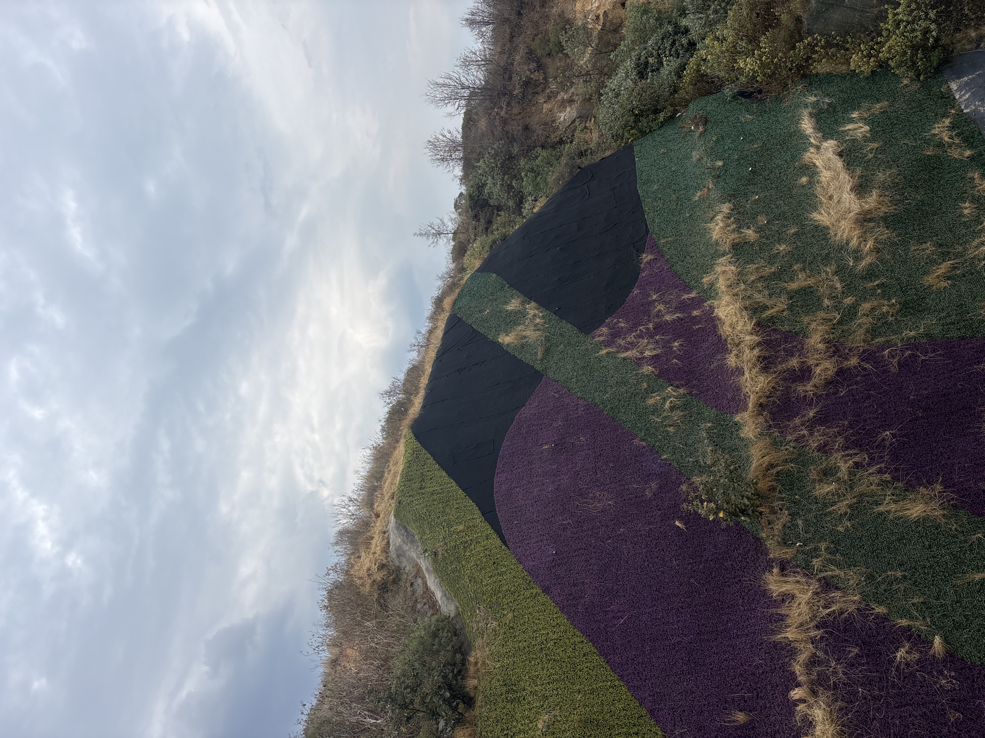 The image depicts a hillside in Huixquilucan de Degollado, Mexico. The hillside is covered with a patchwork of vegetation in varying colors, including green, black, and purple. There are also areas of dry, brown grass interspersed throughout. The sky is overcast with grey clouds. The upper part of the hillside shows bare trees and rocky terrain.