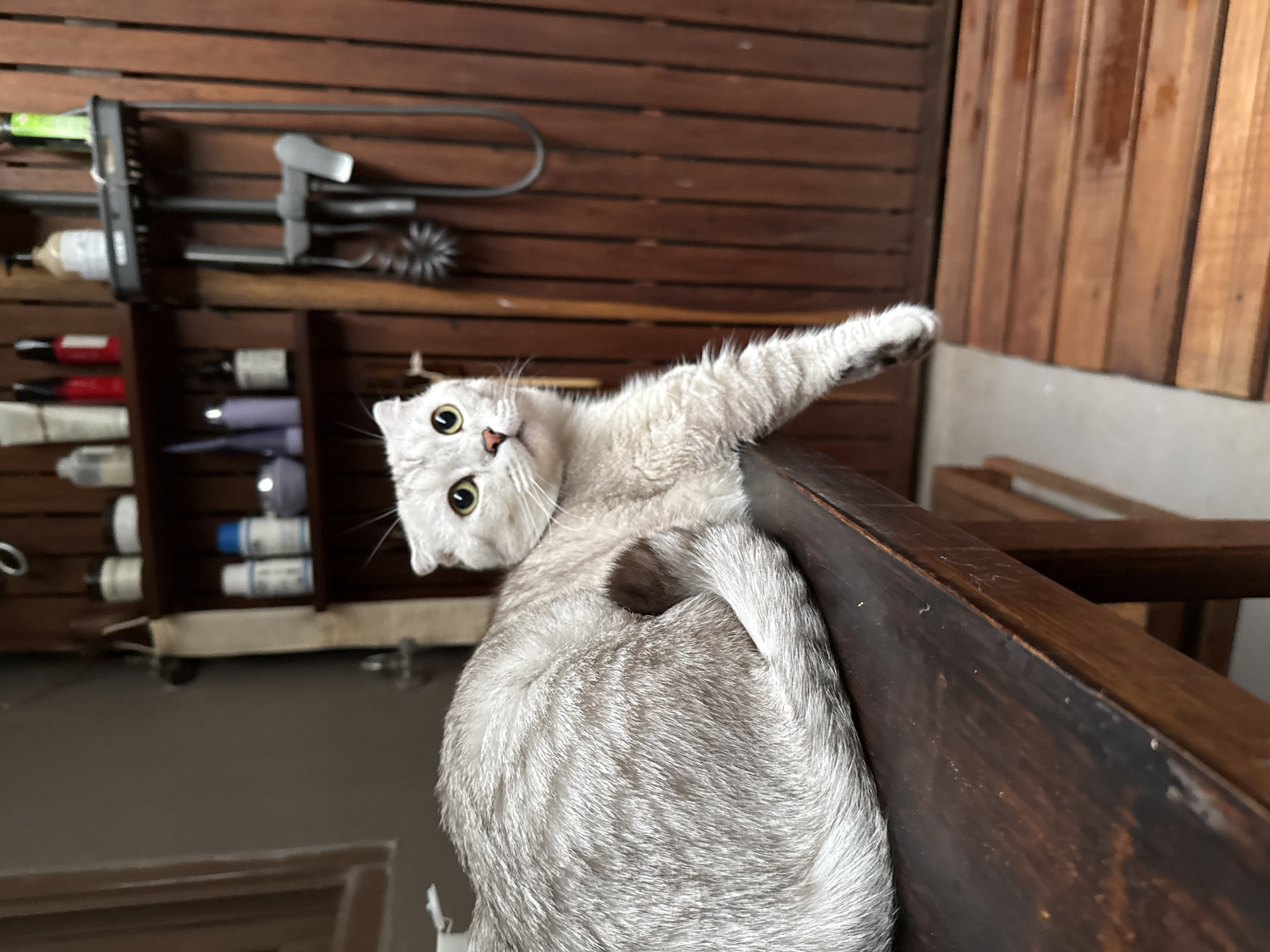 A silver tabby cat is perched on a dark wooden ledge, with its body angled upwards and its head turned to look directly at the camera. The cat's left paw is extended forward, reaching out. Its eyes are wide open and yellow, and its ears are slightly folded back. The cat's fur is a mix of light and dark silver stripes.
In the background, there is a wooden wall made of horizontal planks. To the left of the cat, a dark wooden shelf unit is mounted on the wall. The shelf contains various objects, including bottles, tubes, and what appears to be cleaning supplies or toiletries. Some of the bottles are white, and others have red or blue labels.
The lighting suggests it might be daytime, possibly indoors or in a shaded outdoor area. The overall mood is playful and curious, as the cat seems to be interacting with the viewer. The image is taken from a slightly elevated angle, looking down at the cat. The location cues, such as the wooden plank wall and the style of the shelf unit, are consistent with a setting in Baan Bang Rak, Thailand. No visible text is present in the image.