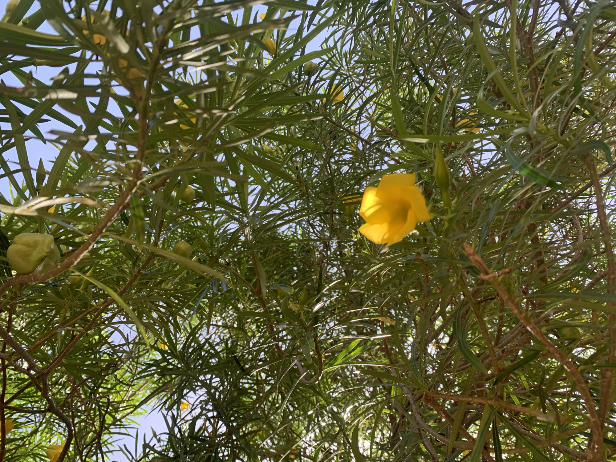 The image shows a dense network of green leaves and branches with glimpses of a pale blue sky. A single, bright yellow flower is prominently visible in the center. Several green, spherical fruits are also present. The location is Rafin Par, Nigeria.