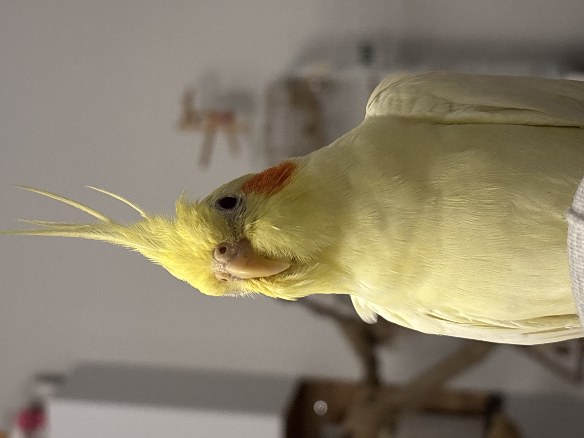 A close-up, slightly tilted image shows a pale yellow cockatiel bird. The bird has a small red patch on its cheek and a prominent crest. Its beak is light pink, and its eye is black. The background is a blurred mix of gray and indistinct shapes, including a wooden structure. There is no information regarding the location in the city of Krasnoyarsk, Russia.