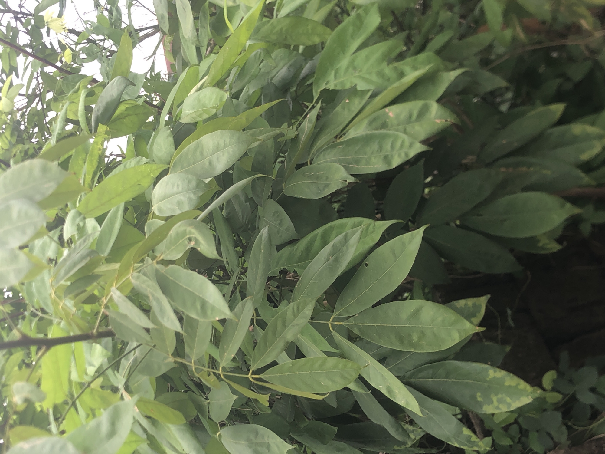 This media file features a dense cluster of lush green foliage. The scene is dominated by numerous leaves, primarily ovate to lanceolate in shape, with visible venation. Many leaves are arranged in a compound structure, with multiple leaflets branching off central stems, creating a full and layered appearance. The color of the leaves ranges from a vibrant light green to darker, deeper shades of green, suggesting varying levels of light exposure or maturity.
The lighting indicates daytime, likely bright but possibly diffused by the dense canopy, as there are no harsh shadows. In some areas, particularly towards the top left, a brighter, possibly overcast sky or distant background is visible through gaps in the leaves. The overall impression is one of a natural, verdant environment. Some leaves display minor discoloration or lighter, mottled patterns. No people, animals, or man-made objects are visible within the frame. The image portrays a tranquil, natural setting consistent with the provided location context of Ukwu-Abwa, Nigeria.