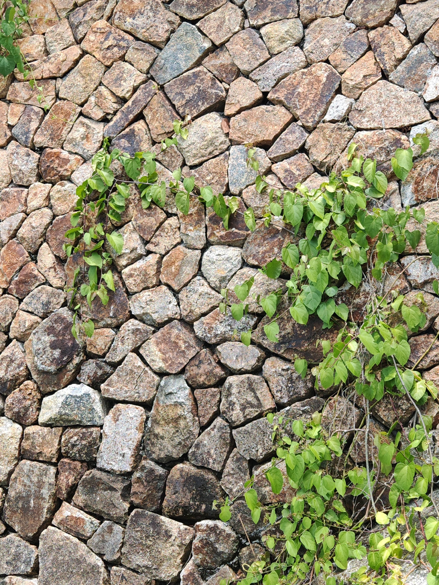 An outdoor, close-up, eye-level, vertical shot captures a section of a rustic stone wall in Baan Chaweng Noi, Thailand. The wall is constructed from irregularly shaped, rough-hewn stones, varying in size and color, displaying a palette of earthy browns, grays, and some reddish hues. Intertwining through the stones are numerous vibrant green vines with heart-shaped leaves, some trailing downwards and others climbing upwards, adding a touch of organic life to the textured stonework. The lighting suggests it is daytime, casting subtle shadows that highlight the uneven surfaces of the stones. There are no people or animals visible in the frame. The environment appears natural and weathered, typical of outdoor stonework in a tropical locale.