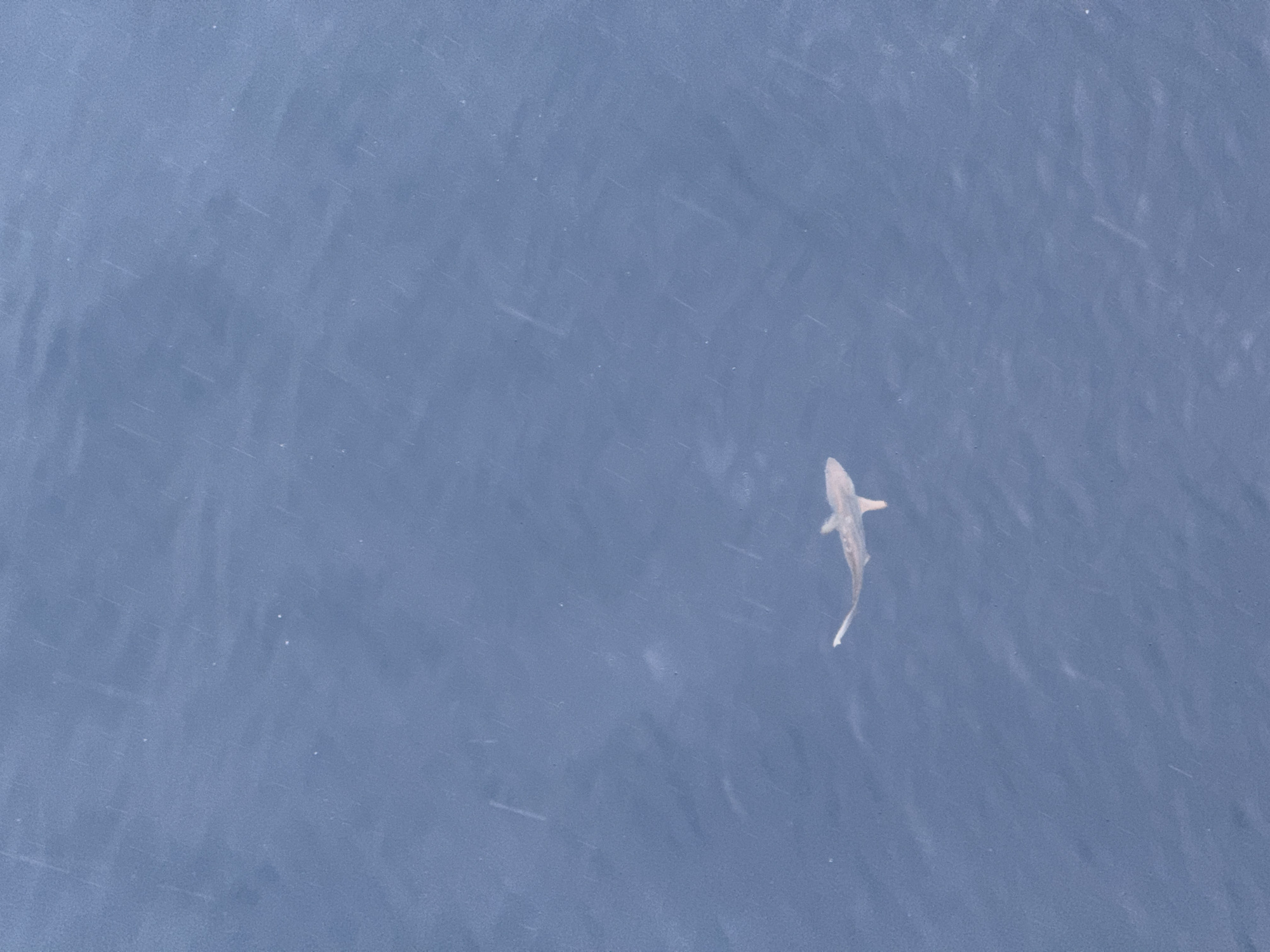 A single shark swims in a body of water. The water appears to be a deep blue color, possibly ocean. The shark is positioned in the right center of the frame, angled slightly upward. Its features are visible, including its fins and tail.