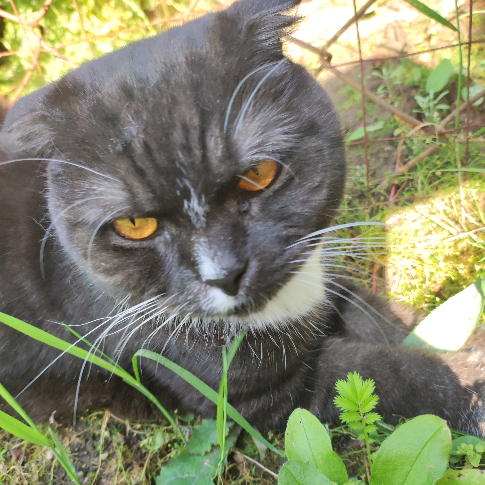 A close-up shot captures a dark gray cat with striking amber eyes lying on the ground. The cat has white markings on its muzzle and a white collar around its neck. Its ears are folded slightly back. The background consists of green grass, dirt, and a wire fence, suggesting an outdoor setting, possibly in a garden or yard. The lighting indicates it is daytime, with bright sunlight illuminating parts of the scene, creating some harsh shadows and highlights. The image does not contain any information that places it specifically in Navoloki, Russia; it is a generic outdoor scene.