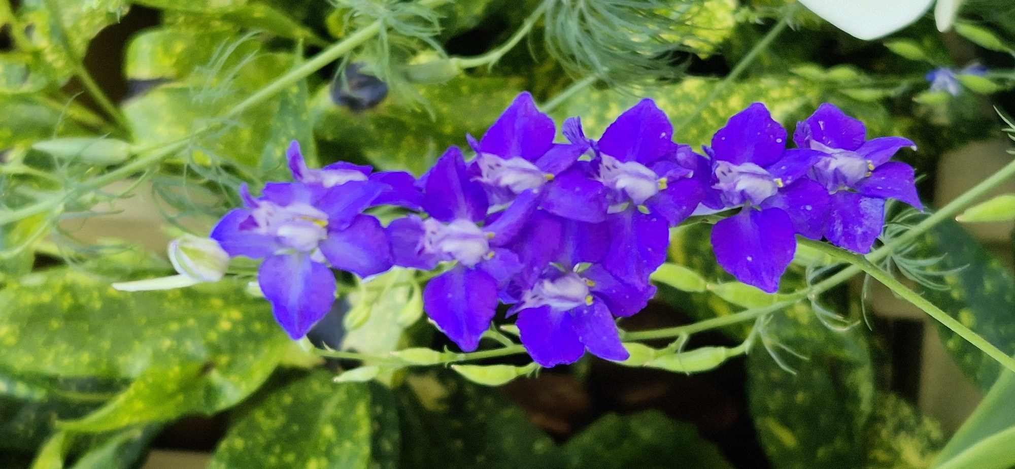 A close-up, vertical shot captures a stalk of vibrant purple delphinium flowers against a blurred backdrop of variegated green leaves. The delphinium stalk features a cascade of blooms, each with a deep purple hue and lighter purple or white centers, some with subtle yellow accents. The flowers appear to be in various stages of bloom, with some fully open and others still developing buds. Delicate green stems and smaller buds are visible along the main stalk, adding to the plant's natural appearance. The background is dominated by lush, leafy foliage, with varying shades of green and hints of yellow variegation, creating a soft, out-of-focus contrast that makes the flowers stand out. The lighting suggests a bright, possibly outdoor setting, with the focus sharply on the flowers.