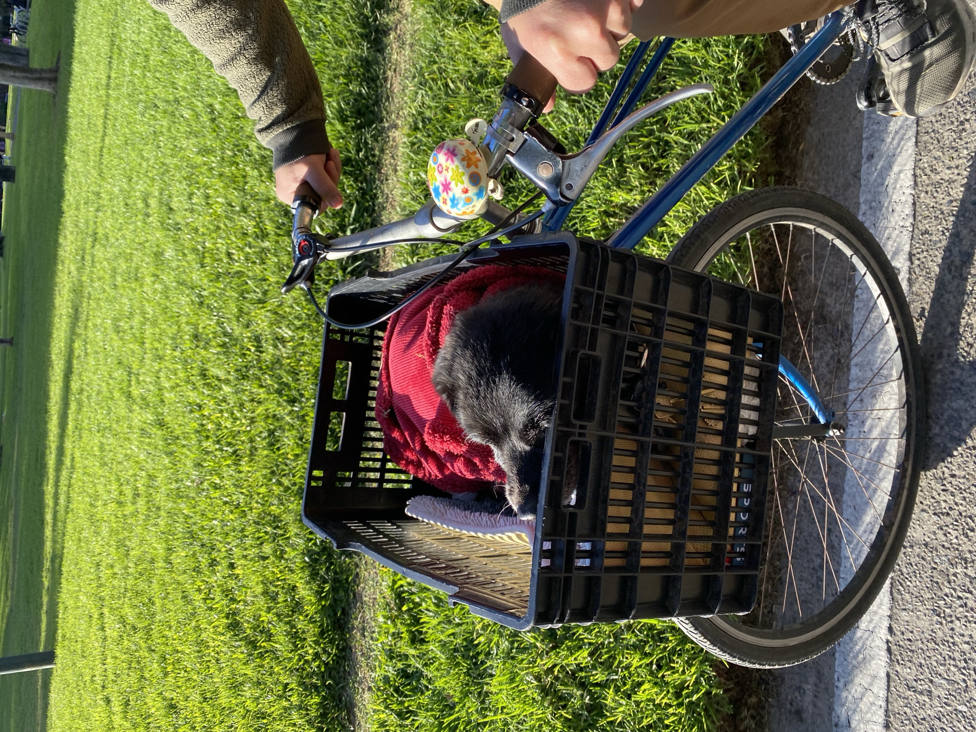 A high-angle shot shows a person riding a blue bicycle on a paved path beside a grassy lawn. A black plastic crate is mounted on the front of the bike, holding a black dog nestled in a red blanket. The person's hands are on the handlebars, and their feet are on the pedals. The lawn extends into the background. The location appears to be a park or green space within Buenos Aires, Argentina, though specific landmarks are not visible.