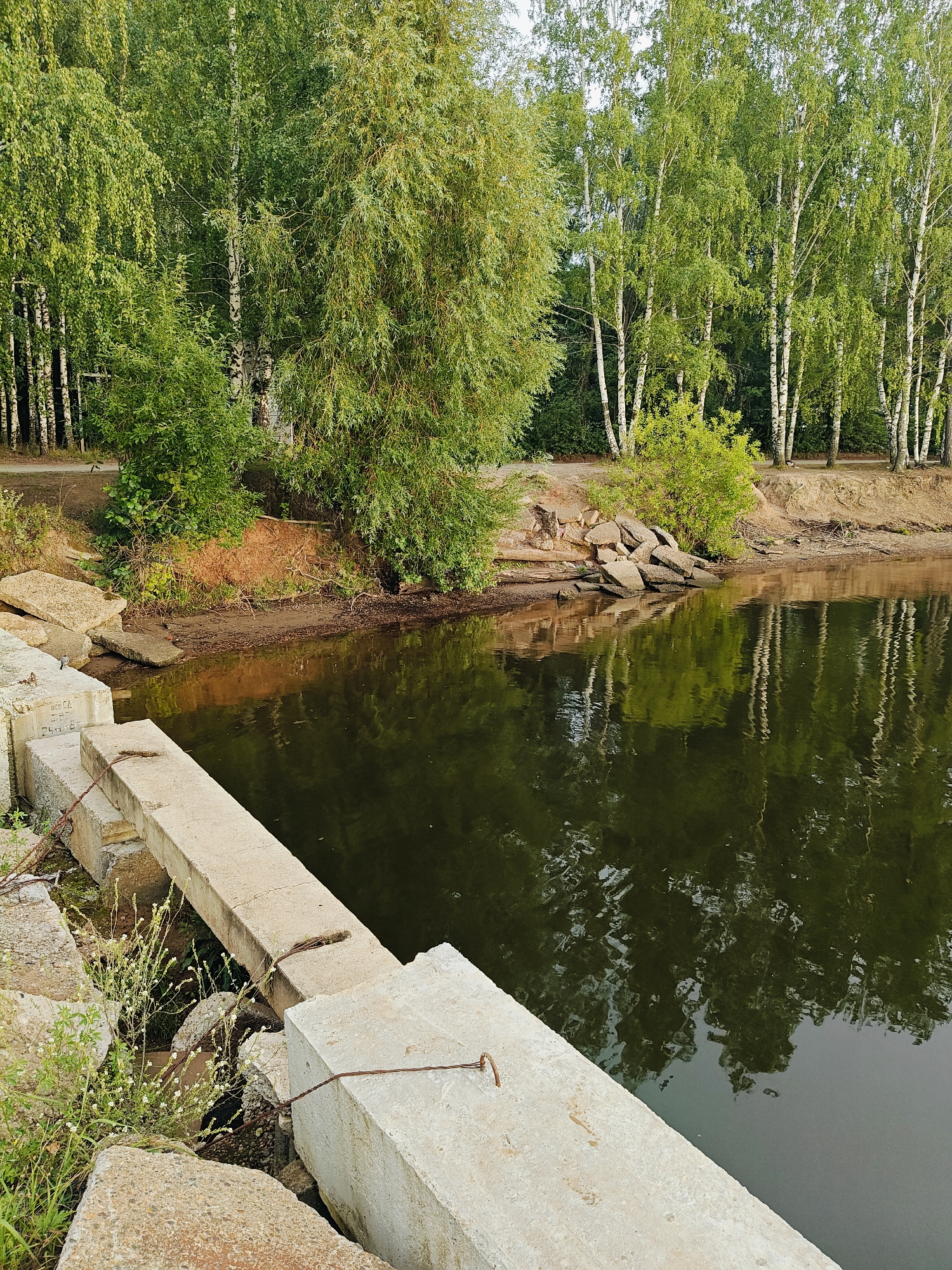 A scene captures a tranquil body of dark water reflecting the surrounding greenery and white-barked trees. In the foreground, weathered concrete structures jut out, some partially submerged or resting on the bank. Small white flowers bloom amongst the rocks and grass near the concrete. The background is dominated by a dense line of trees, primarily birches with their distinctive white bark and lush green foliage, creating a natural backdrop to the water and man-made elements. The overall impression is one of a secluded, natural setting, possibly a park or a less developed waterfront area within Chaikovsky, Russia.