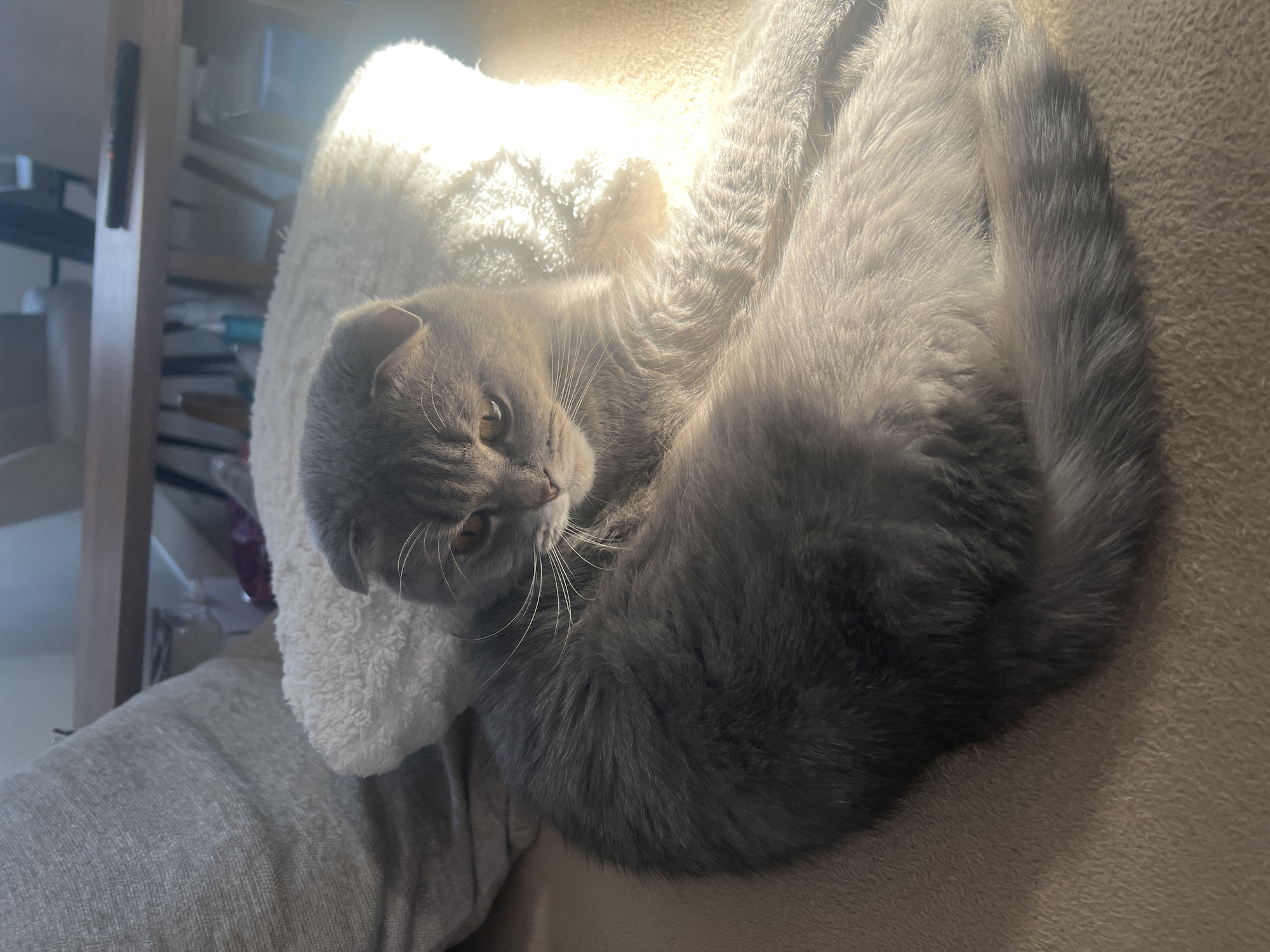 A gray Scottish Fold cat is curled up on a beige fabric surface, possibly a sofa or chair. The cat rests its head on a fluffy white cushion. Sunlight illuminates the cat and the cushion. A person wearing gray clothing is visible to the left. A wooden structure and other indistinct objects are in the background, out of focus. The location of the scene is unknown and not specified in the provided image; therefore, no information about the city of Votkinsk, Russia, can be derived from the image.