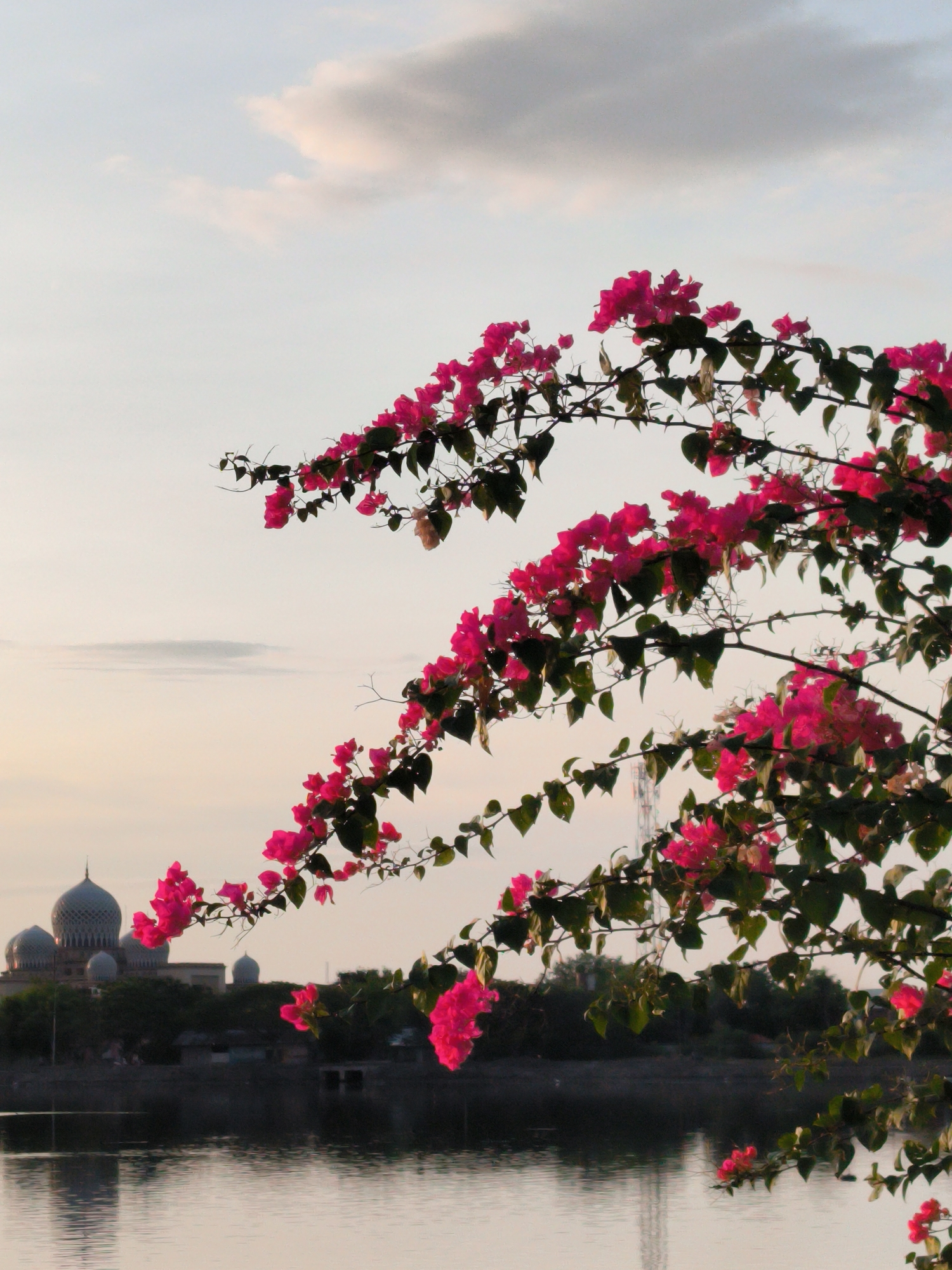The image shows a flowering bougainvillea plant in the foreground, with a body of water reflecting the sky. In the background, the Islamic Center Lhokseumawe is visible, identifiable by its distinctive domes. The sky is light, indicating either dawn or dusk. A communications tower rises beyond the water's edge, to the right of the Islamic Center. The location is Lhokseumawe, Indonesia.