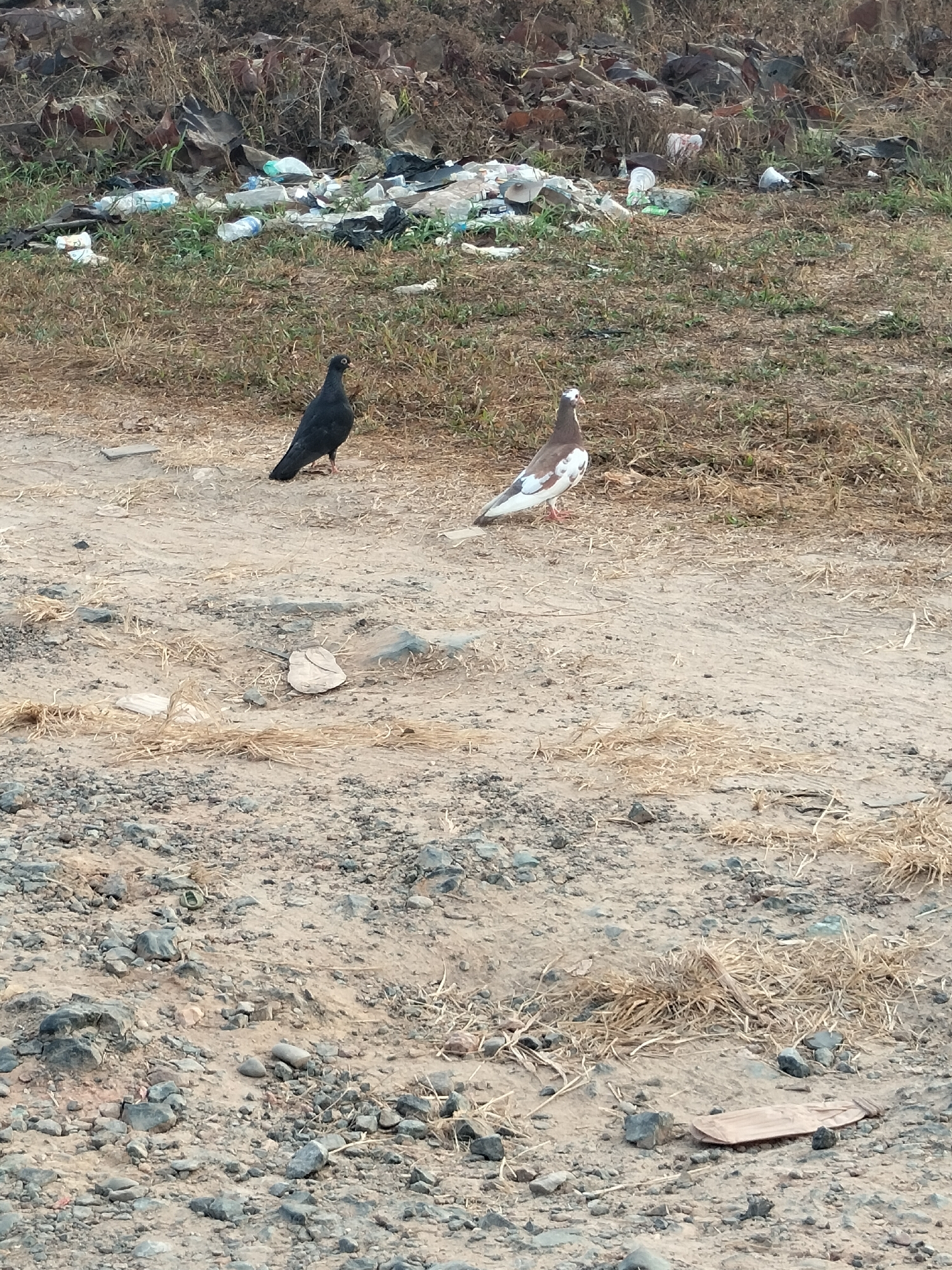 The image depicts an outdoor scene with two pigeons in the foreground. One pigeon, which is dark in color, stands on a dirt path. To its right, a second pigeon, with brown and white plumage, is also on the dirt path. The background shows a grassy area littered with various types of trash, including plastic bottles, bags, and other debris. The ground is composed of dirt and small stones. The overall impression is one of an unkempt environment. This scene is located in the city of Karang Indah, Indonesia.