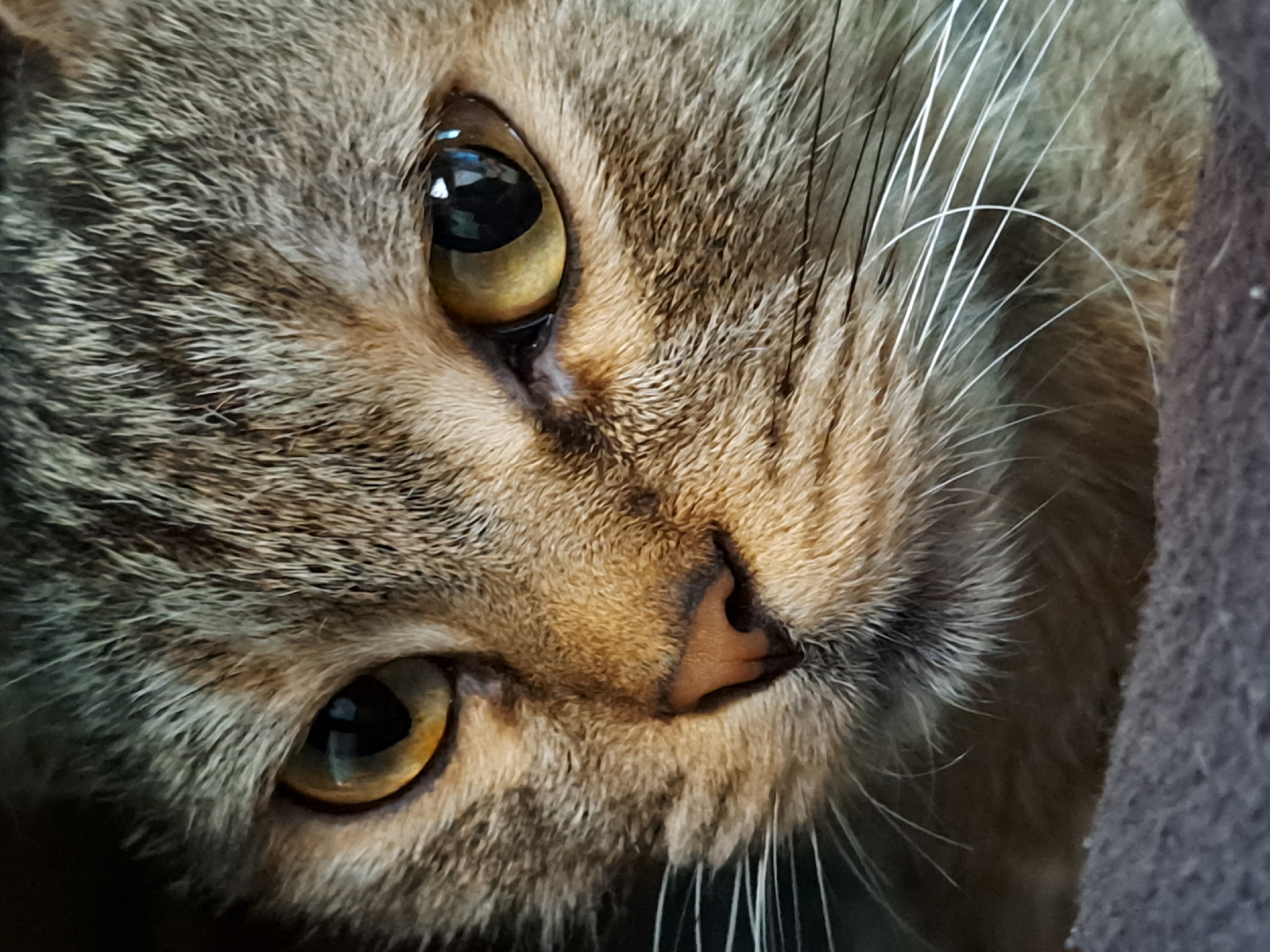 This is a close-up, head-and-shoulders, portrait-style photograph of a domestic tabby cat, focused on its face. The cat has striking amber-colored eyes with dark pupils, and its fur displays a pattern of brown, black, and grey stripes. Its whiskers are long and white, fanning out from its muzzle. The cat appears to be resting on a dark grey, textured surface, possibly a blanket or upholstery, which forms the background of the image. The lighting highlights the texture of the cat's fur and the reflections in its eyes. There is no indication of the cat's location within the city of Vypasne, Ukraine, as the image is solely a close-up of the animal.