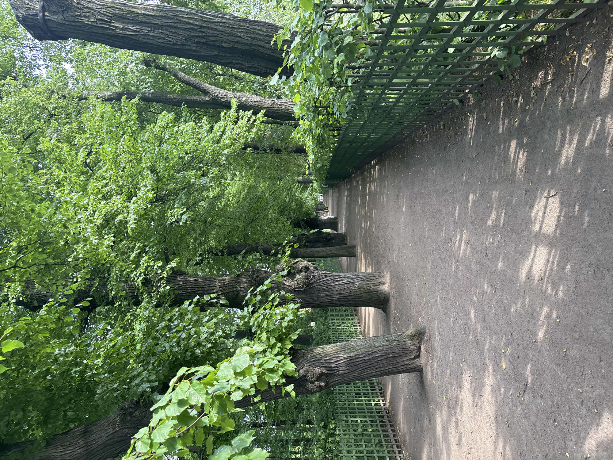 The image depicts a straight, dirt pathway lined with large trees and a green metal fence on the right side. The pathway recedes into the distance, suggesting a park or a manicured garden. The trees are mature with thick, textured bark and abundant green leaves, casting dappled shadows on the path. The fence is ornate, with a repeating geometric pattern. The overall scene suggests a tranquil, natural setting within an urban environment. This scene is consistent with the pathways found in the Summer Garden in Saint Petersburg, Russia, known for its formal landscaping and historic statues.