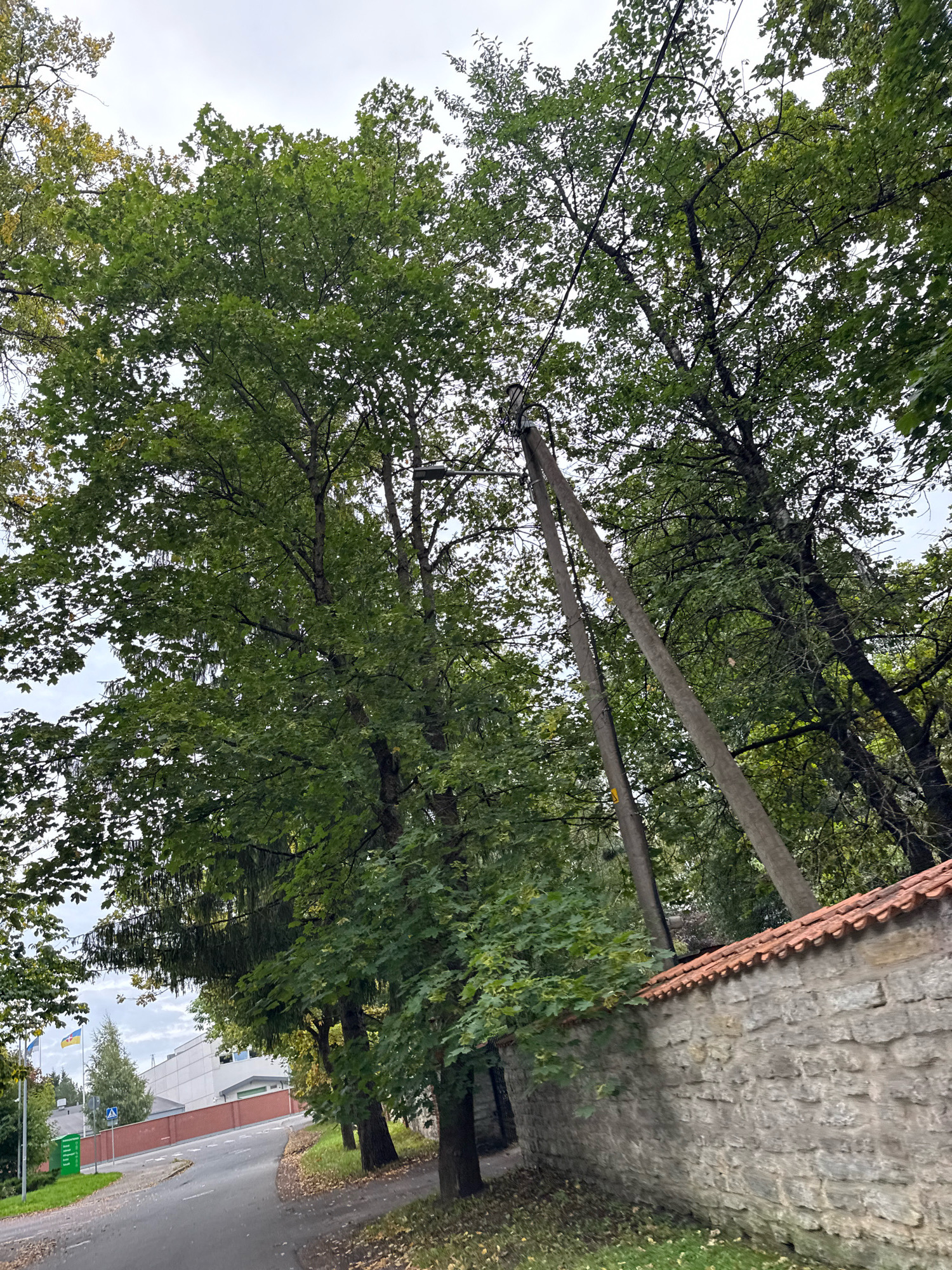 This is a tilted, medium-shot photograph taken from a low angle on an overcast day in Tallinn, Estonia. The foreground features a textured, rough-hewn stone wall topped with red clay roof tiles, bordering a grassy area covered with fallen leaves. To the left of the wall, a paved road curves away, with a section of green signage visible on the left side of the road near a large, white, modern building with a red brick base. Several trees with lush green foliage dominate the background, obscuring the sky in many places. Two tall, gray utility poles lean diagonally into the frame from the right, their upper sections disappearing among the trees. The overall impression is of an outdoor urban environment with a mix of natural elements and infrastructure.