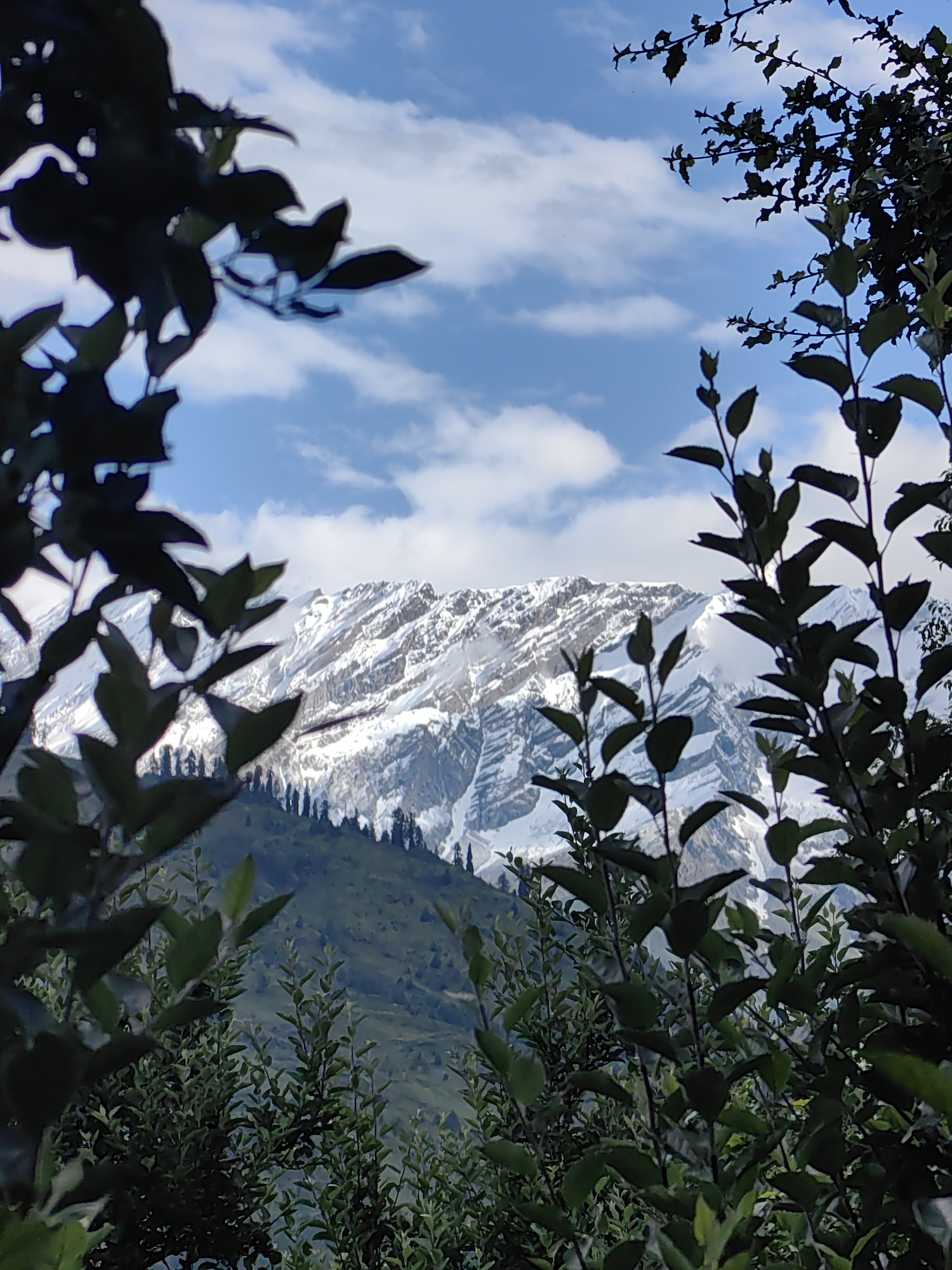 The image depicts a mountainous landscape viewed through the foliage of trees in Vashisht, India. In the foreground, dark green leaves and branches frame the scene, suggesting a natural setting, possibly an orchard or garden. Beyond the foliage, a verdant, rolling hillside is visible, dotted with scattered coniferous trees. Dominating the background are majestic, snow-capped mountains, their rugged peaks contrasting with the blue sky and scattered white clouds. The overall impression is one of natural beauty and tranquility.