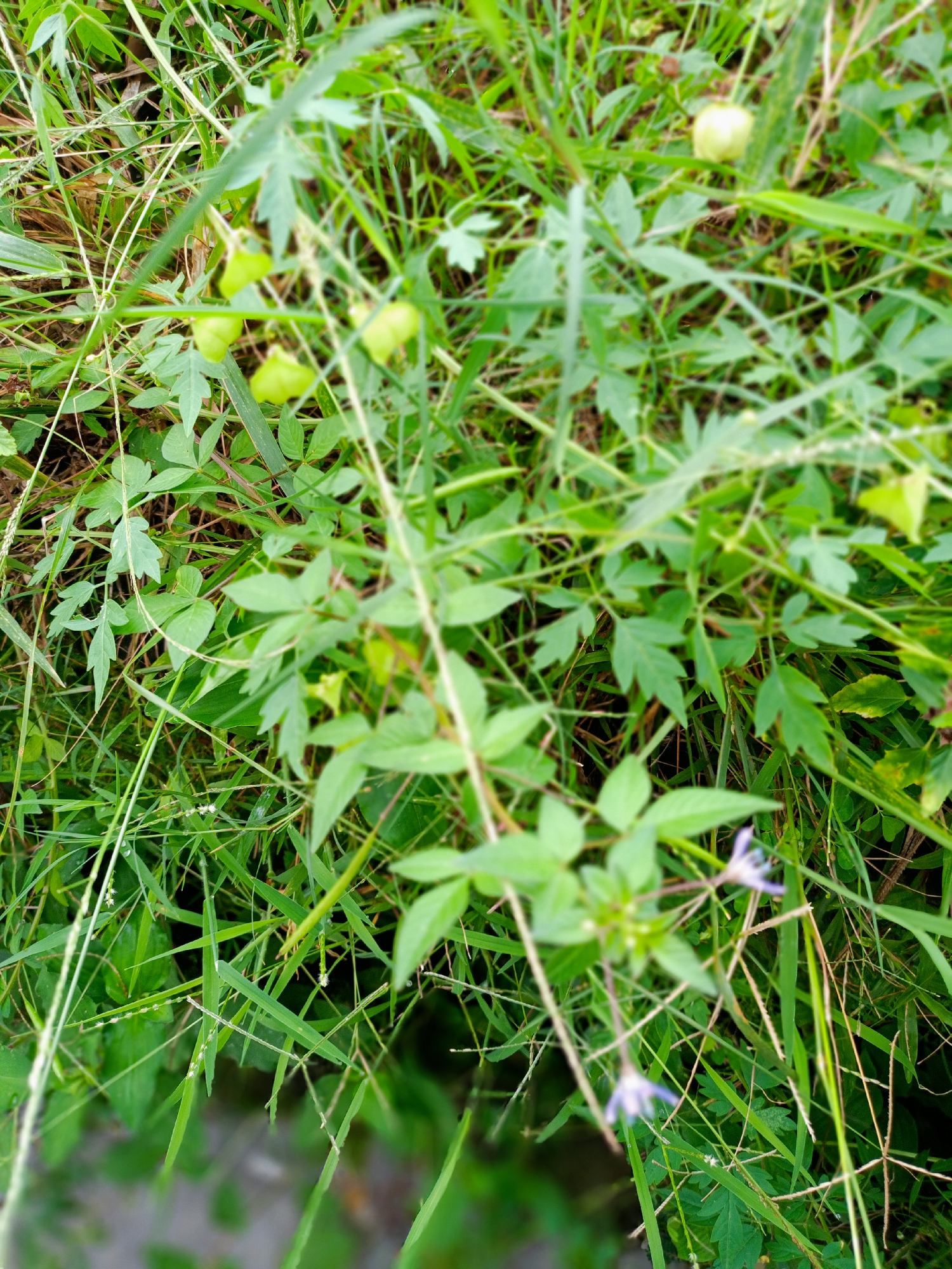 The image depicts a patch of ground in Uteunreutoh, Indonesia, densely covered with various types of green vegetation, including grasses and leafy plants. Some of the plants have distinctive balloon-shaped fruits. Two small, light purple flowers are visible near the bottom of the frame. The scene is slightly blurred, suggesting a shallow depth of field.