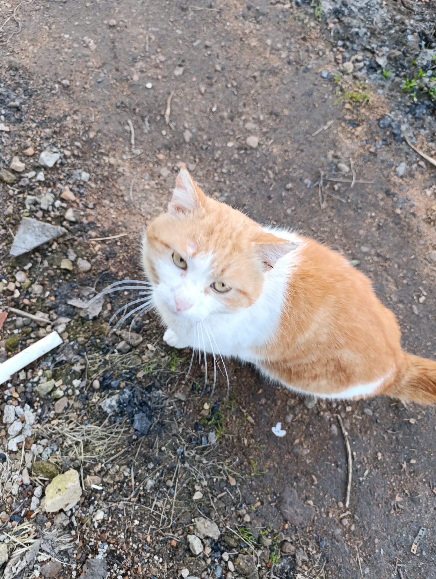 An eye-level, medium shot shows an orange and white cat sitting on the ground. The cat looks up at the camera with green eyes. The ground consists of dirt, gravel, and sparse vegetation. The location is Новоалександровка, Russia.