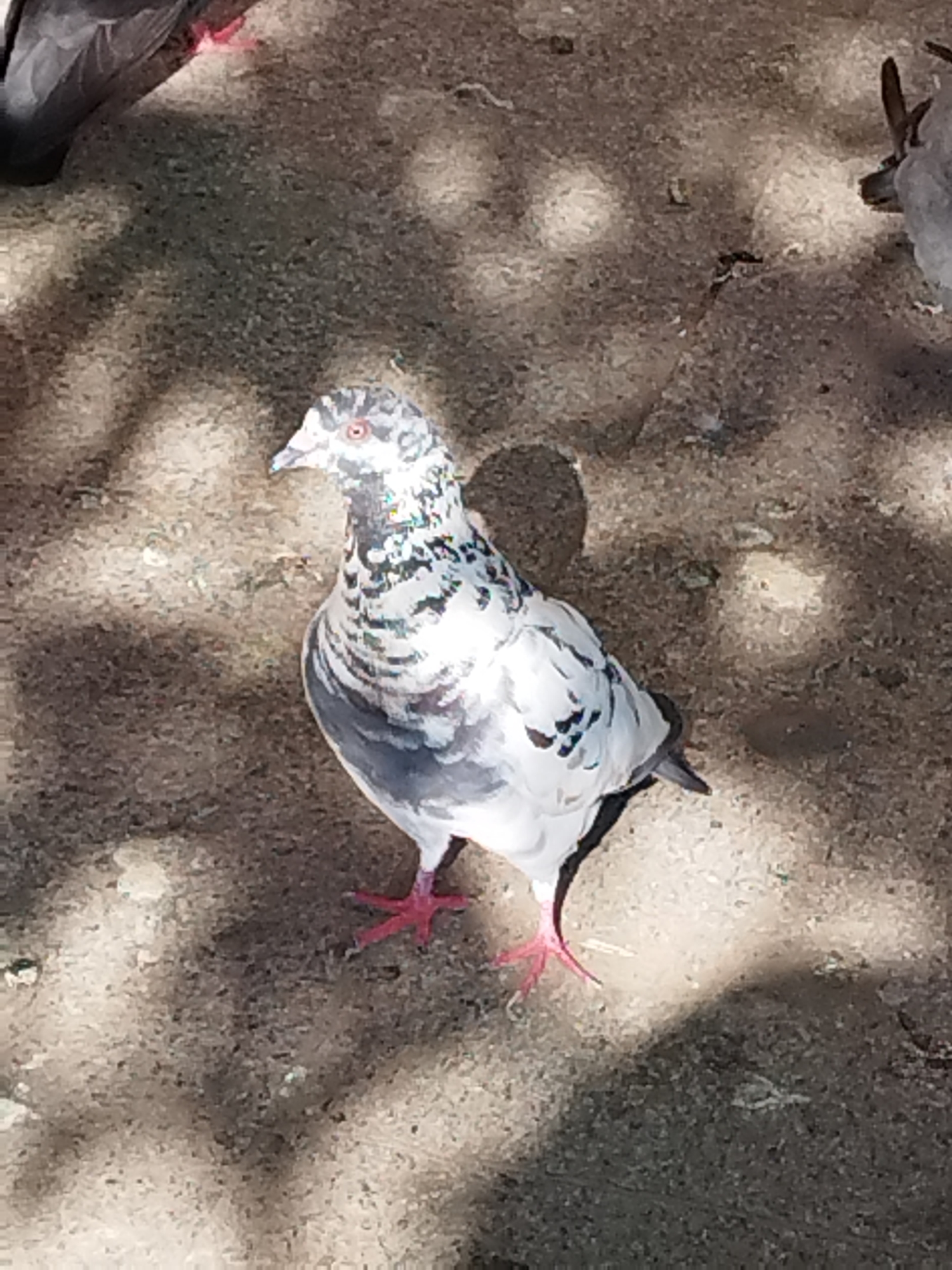 A single pigeon, predominantly white and grey with black markings, stands on a gravelly surface. The pigeon is facing left, with its head slightly tilted downwards. Its feet are bright pink. The ground is uneven and appears to be a dirt or gravel path, with patches of sunlight and shadow creating a dappled effect. In the background and to the left, a portion of another pigeon, darker in color, is visible. This image was captured in Bucharest, Romania.