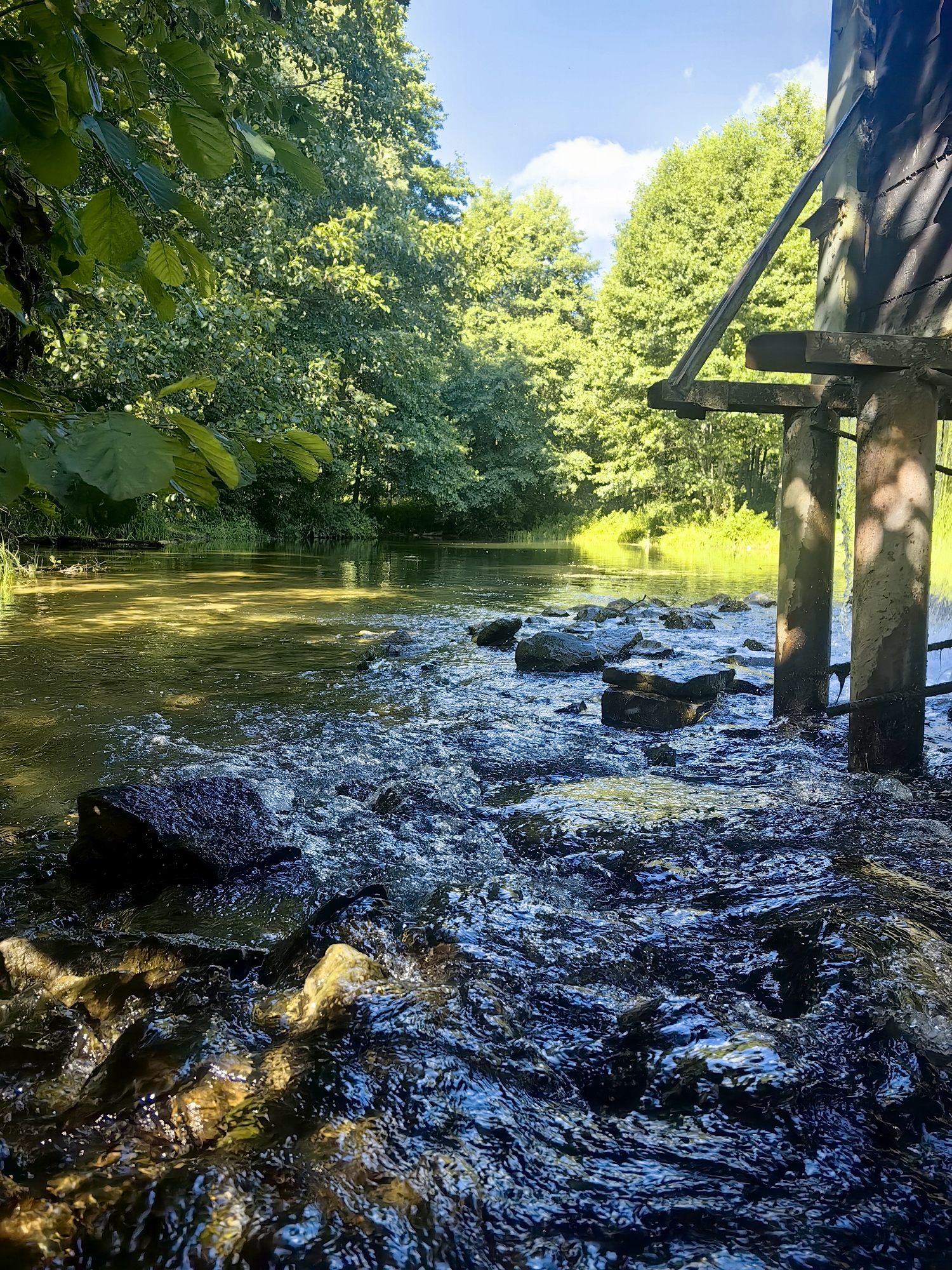 The image depicts a sunlit, natural scene at the Sviyaga River in Ulyanovsk, Russia. In the foreground, a stream of water rushes over rocks, creating white foam and ripples. The water is a mixture of dark blues and greens, with sunlight reflecting off its surface in patches of yellow and white. Large, dark rocks are partially submerged in the fast-flowing water. To the right, a weathered wooden structure with metal supports stands partially in the water, with two thick concrete pillars supporting it. Behind the structure, the water widens into a calmer river that reflects the lush green trees lining its banks. The trees are dense and appear healthy, with sunlight filtering through their leaves. The sky above is bright blue with a few scattered white clouds. The overall impression is one of a tranquil, natural environment with signs of human intervention in the form of the wooden structure.