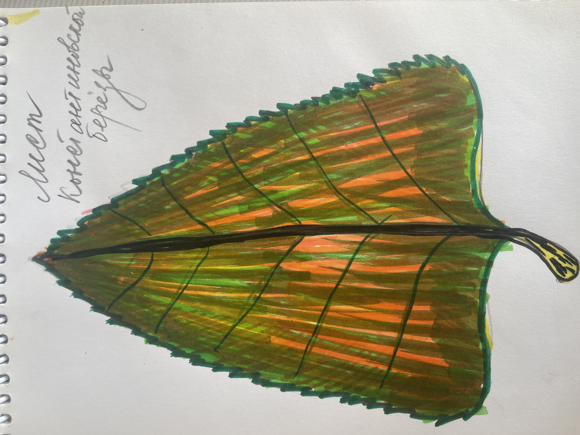 The image displays a hand-drawn illustration of a leaf, colored with shades of green, orange, and yellow. The leaf has a serrated edge and prominent veins. To the top right of the leaf, there is handwritten text in Cyrillic script, appearing to be a label for the drawing. The drawing is on a white surface, likely paper from a spiral-bound notebook, as indicated by the visible spiral binding at the top edge of the image. There is no discernible information within the image that would allow for the identification of a specific location in the city of Kyiv, Ukraine.