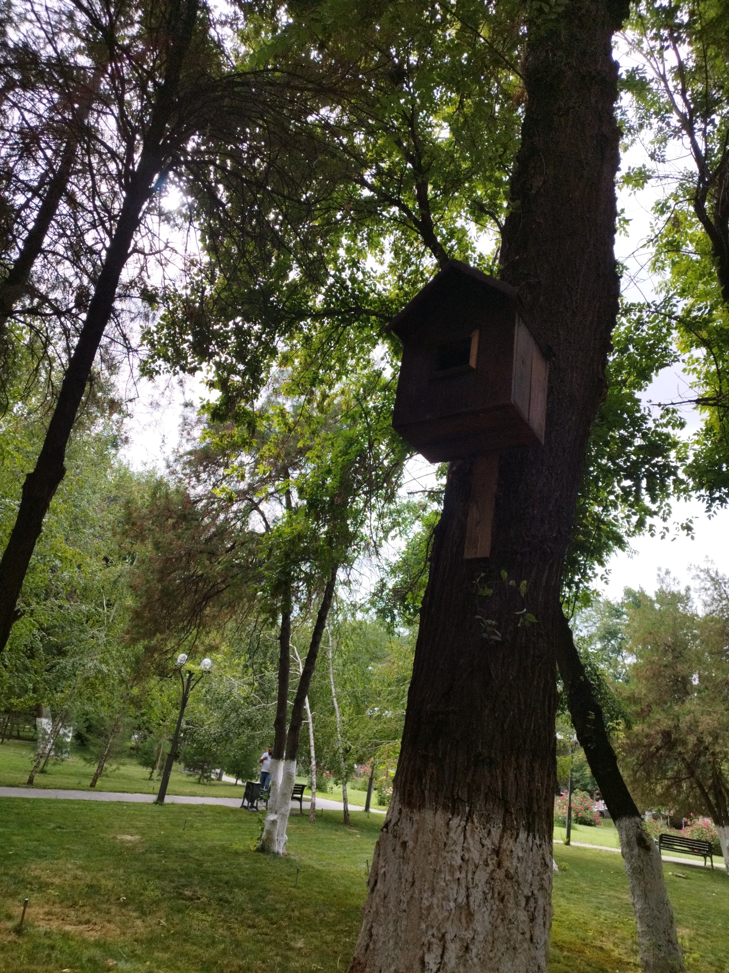 A dark brown, wooden birdhouse is mounted on the trunk of a large, mature tree in a park. The birdhouse is positioned on the right side of the tree trunk, approximately two-thirds of the way up. It has a sloped roof and a small, rectangular opening on the front. The tree has thick, textured bark, and the lower portion of its trunk is painted white.
The park is lush and green, with a well-maintained lawn and scattered trees. In the background, a paved pathway winds through the park, and there are park benches visible. A person in a light-colored shirt and blue jeans is standing near a bench and a lamppost, with a lamppost also visible in the middle ground. The overall atmosphere suggests a peaceful, natural setting within an urban environment, likely in the city of Shymkent, Kazakhstan, given the context. The sky is bright and overcast, allowing dappled sunlight to filter through the leaves.