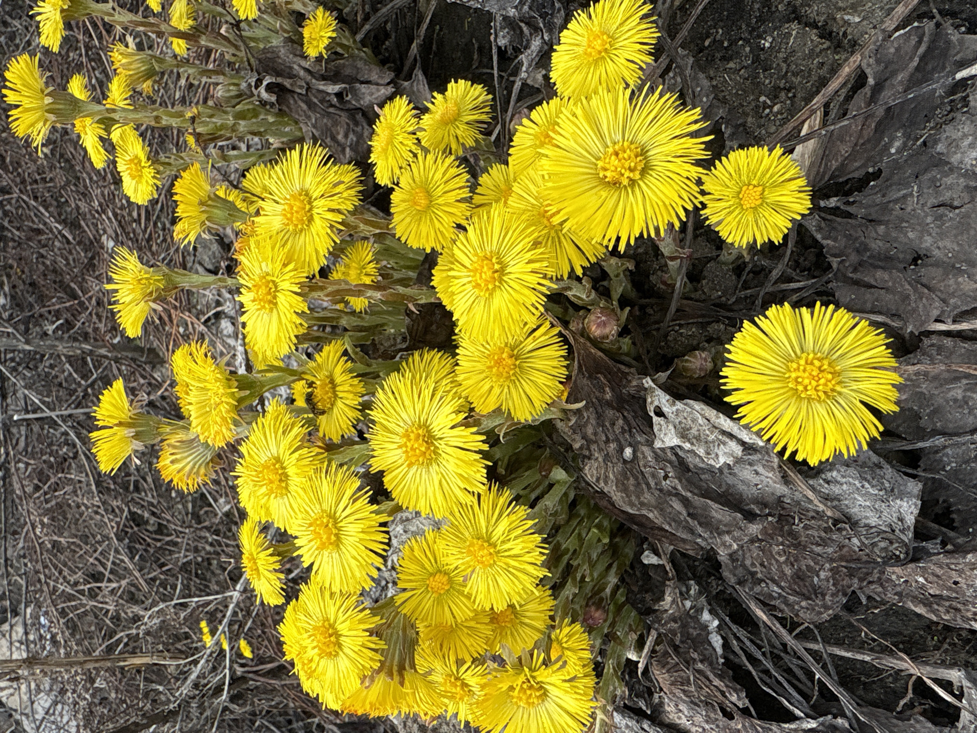 The image depicts a cluster of bright yellow Coltsfoot flowers (Tussilago farfara) growing in Ulyanovsk, Russia. They are clustered together amongst dead leaves, twigs and dry vegetation. The flowers are the primary focus. They appear fresh and in bloom with numerous thin, petal-like rays surrounding a central disc. Their stems are somewhat visible. The backdrop consists of brown dried plant matter.