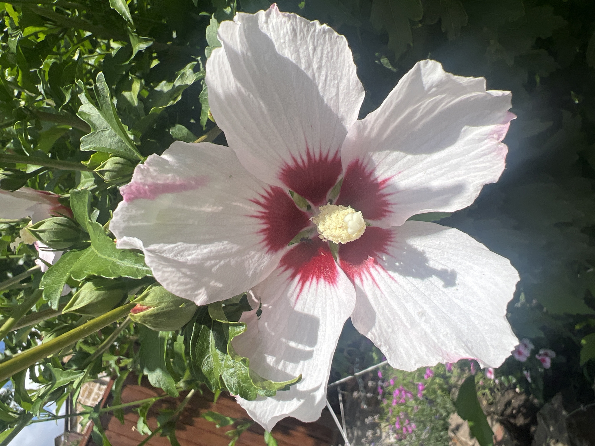 A close-up, eye-level shot showcases a vibrant pink and white hibiscus flower in full bloom. The flower dominates the frame, with its large, delicate petals unfurling outwards. The center of the flower features a striking crimson hue radiating outwards, contrasting with the soft white of the petals. A cluster of yellow stamen sits at the very heart of the bloom.
Behind the hibiscus, the background is a lush tapestry of green foliage, hinting at a garden setting. Several unopened hibiscus buds, still encased in their green sepals, are visible among the leaves, suggesting the plant is in its prime blooming season. A hint of a wooden fence and a brick wall can be seen to the left, suggesting the presence of a residential area. In the lower left corner, a patch of smaller purple and pink flowers adds a touch of secondary color to the scene. The lighting suggests it is a sunny day, with shadows casting across the flower petals. The image does not contain any people or visible action.