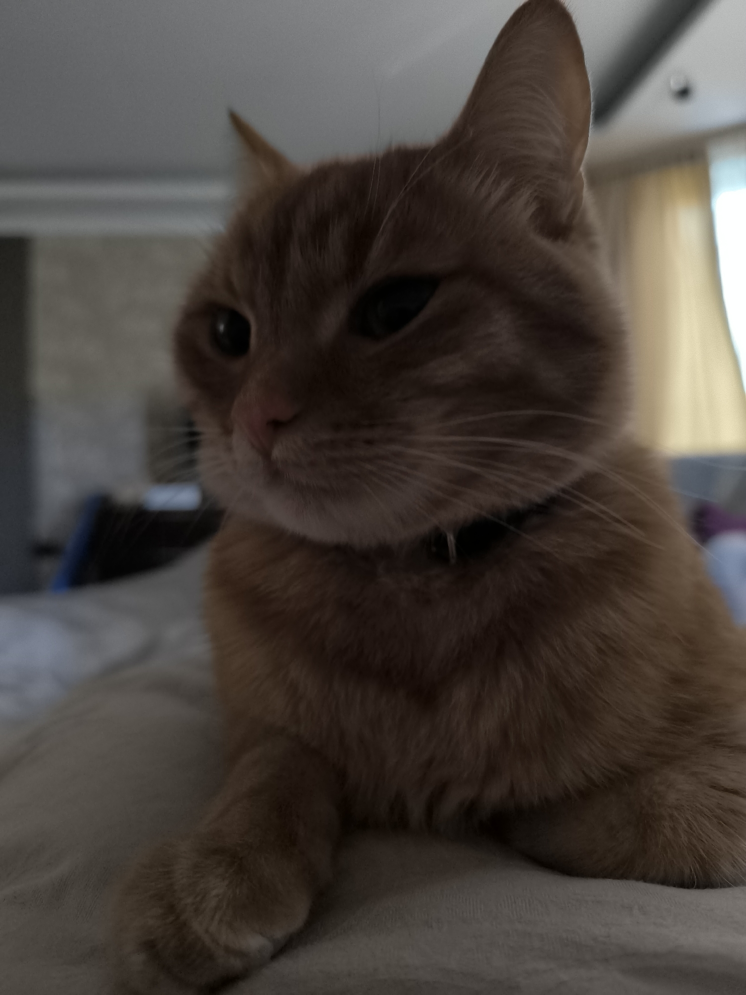 An orange tabby cat with green eyes is lying on a bed. The cat is looking to the left with a slight tilt of its head. The cat is wearing a black collar. The background is blurred and appears to be a bedroom with curtains. The image is taken from a low angle, close to the cat. There is no information about the location in Dolgoprudny, Russia.