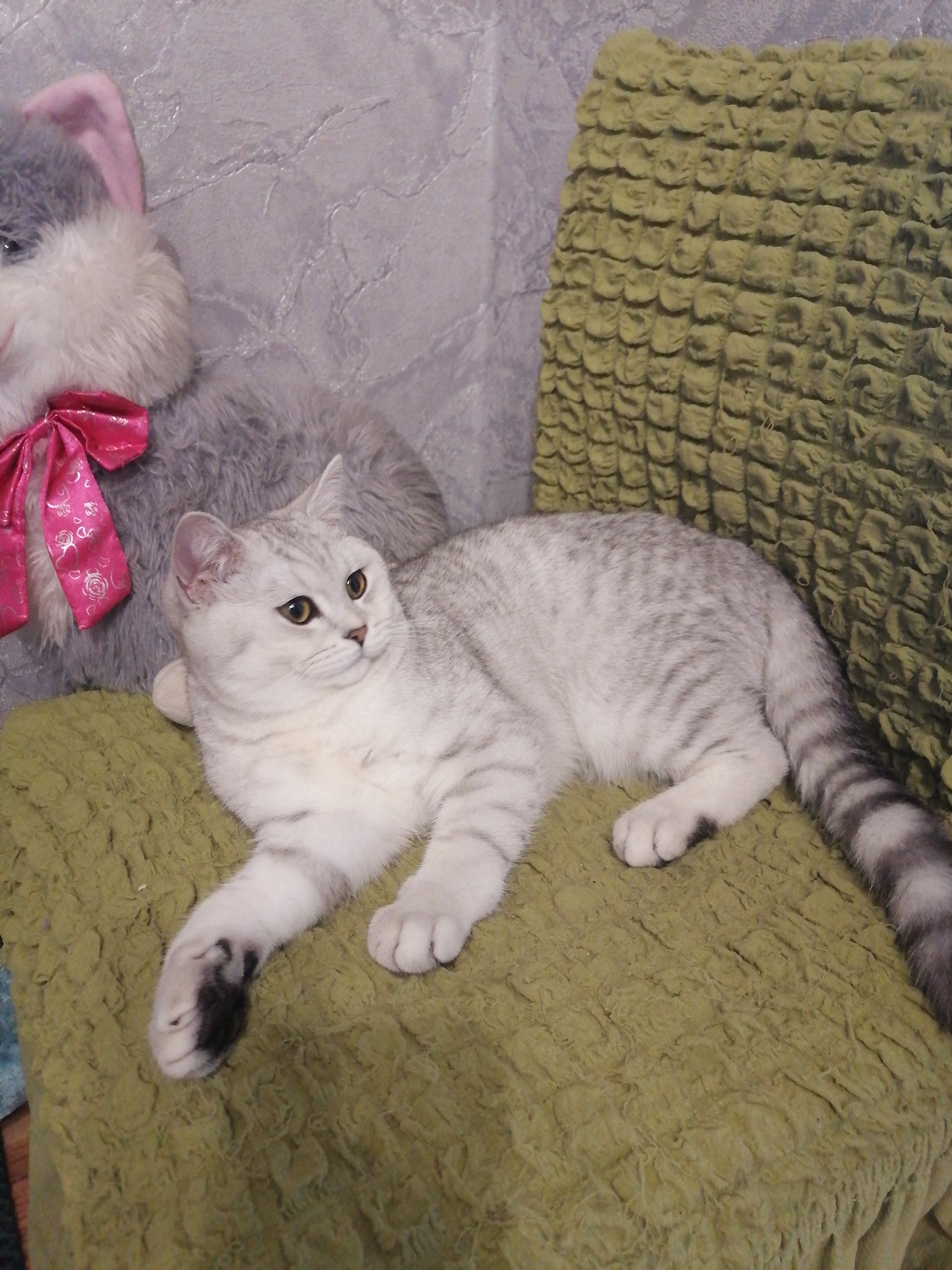 The image shows a light grey and white tabby cat with dark grey stripes lying on a textured green fabric. The cat is lying on its side, facing to the right. Its eyes are open and golden. A portion of a grey stuffed animal with a pink bow is visible behind and to the left of the cat. The background is a textured grey surface. The image does not provide any information about the city of Pecherniki, Russia, or any specific location details.