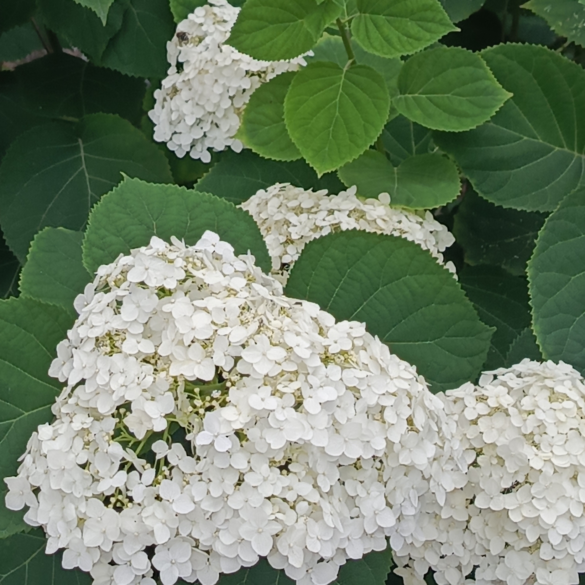 The image is a close-up, high-angle shot of white hydrangeas with green leaves. The hydrangeas are clustered and appear to be in full bloom. The leaves are large and serrated. There are no people or identifiable landmarks in the image. There is no information in the image to suggest it is located in Vladivostok, Russia.