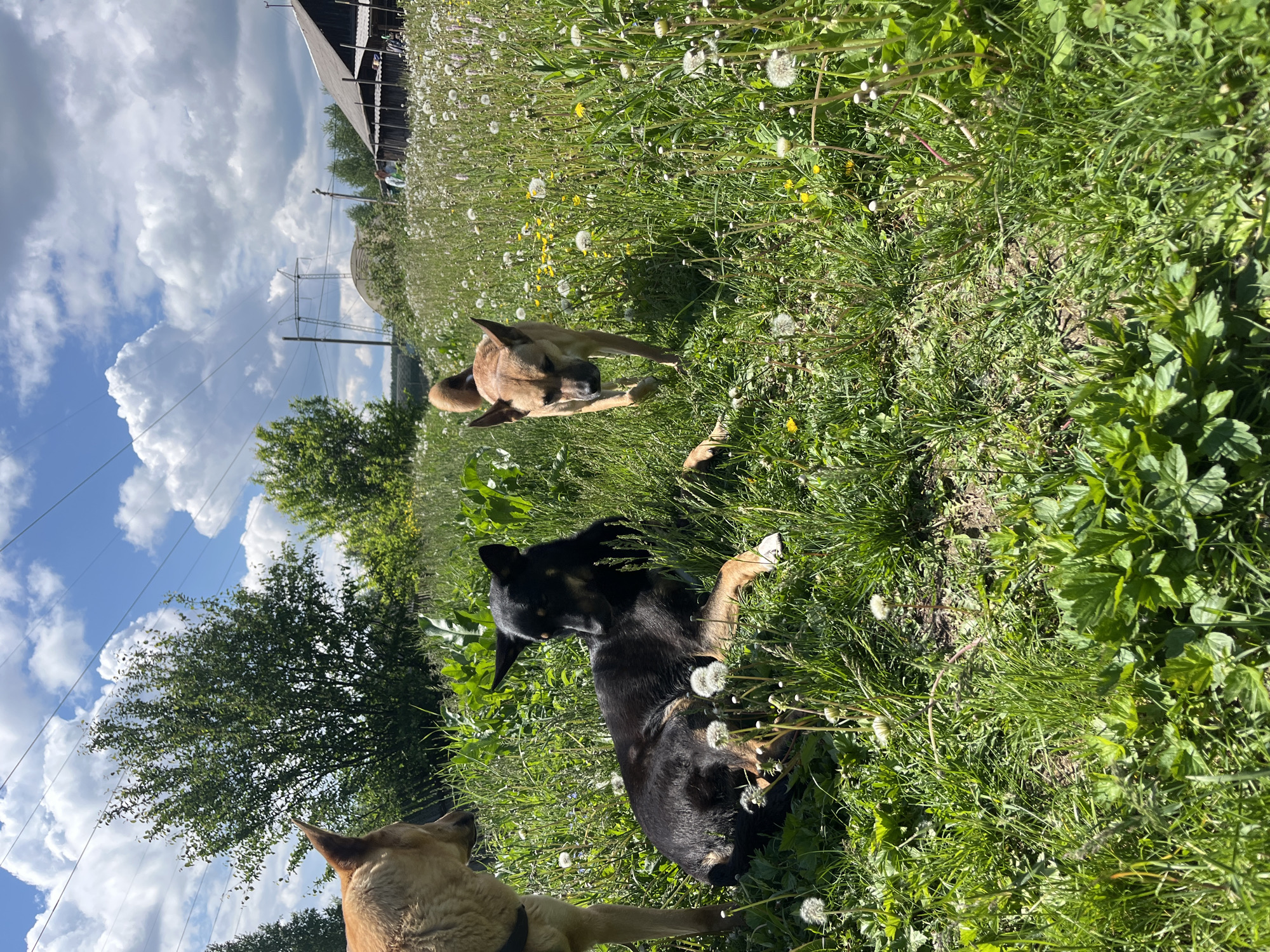 The image, currently oriented vertically as if rotated 90 degrees counter-clockwise, captures a sunny outdoor scene featuring three dogs in a lush green field. In the foreground, a tan-colored dog is partially visible on the bottom left, its back to the camera. In the mid-ground, a black dog with tan markings lies comfortably on the left, looking towards the right. To its right, another tan dog is also lying down, facing left. All dogs appear relaxed in the bright daylight.
The field is overgrown with vibrant green grass, dotted extensively with white dandelion seed heads and some small yellow wildflowers. Tall green trees form a backdrop, and on the left side of the frame, several utility poles with power lines stretch into the distance. A dark, possibly wooden, structure or building is faintly visible in the far background on the left. The sky is bright blue with large, fluffy white clouds, indicating clear weather. The strong sunlight creates distinct shadows, suggesting a time of day around mid-morning or early afternoon. The scene evokes a peaceful, natural setting, likely in a rural or semi-rural area of Nizhny Tagil, Russia. There is no visible text.