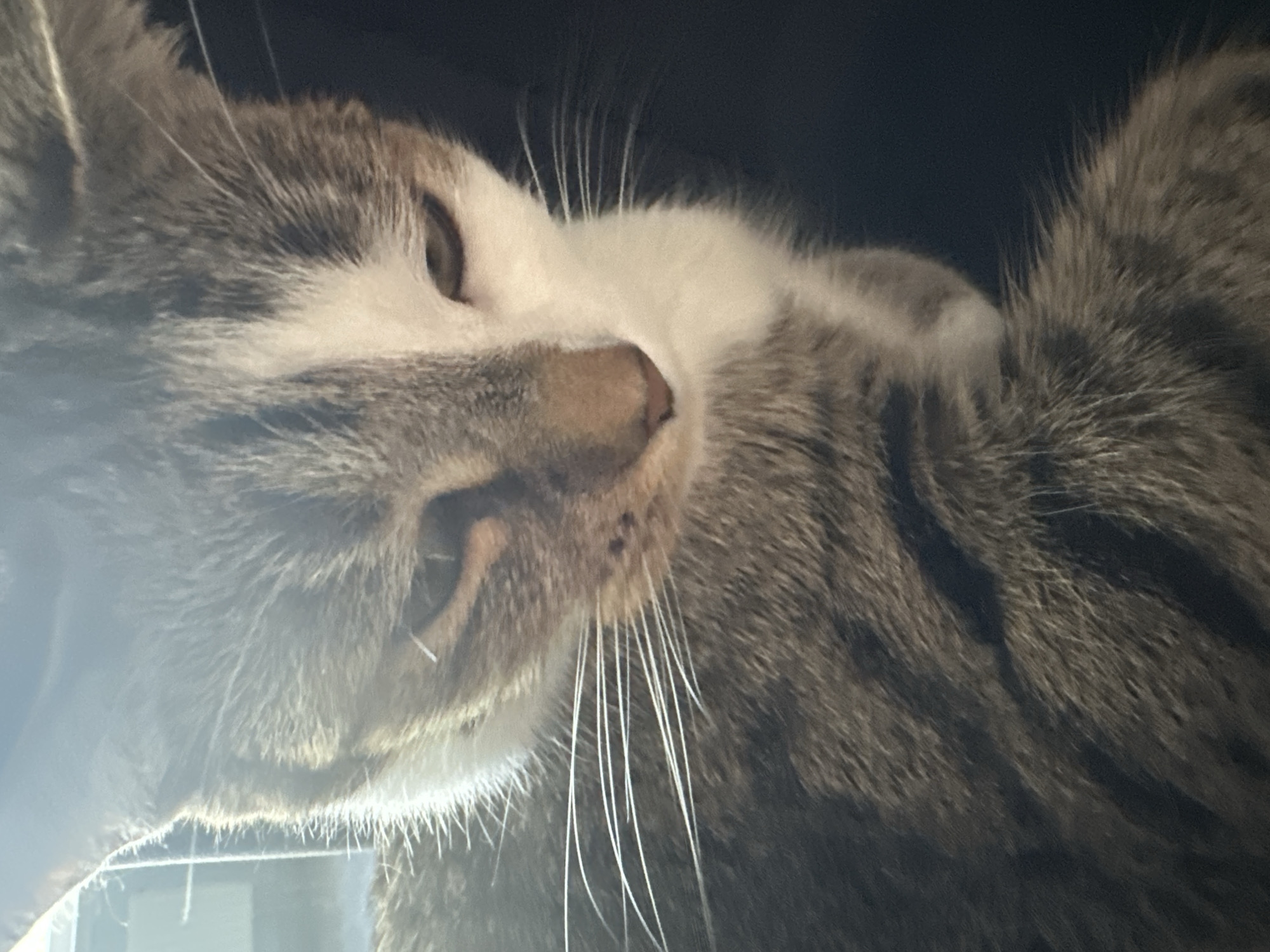 A close-up, head-on, high-angle shot captures a tabby kitten looking down, its gaze directed slightly to the left. The kitten's fur is a mix of gray, brown, and white. Its left eye is mostly obscured, while the right eye is partially visible. A few dark spots are present on its nose. Long white whiskers extend outwards from its muzzle. The background is dark and out of focus, obscuring any details of the surroundings. The lighting is bright and slightly overexposed, creating a lens flare effect in the upper left portion of the image.