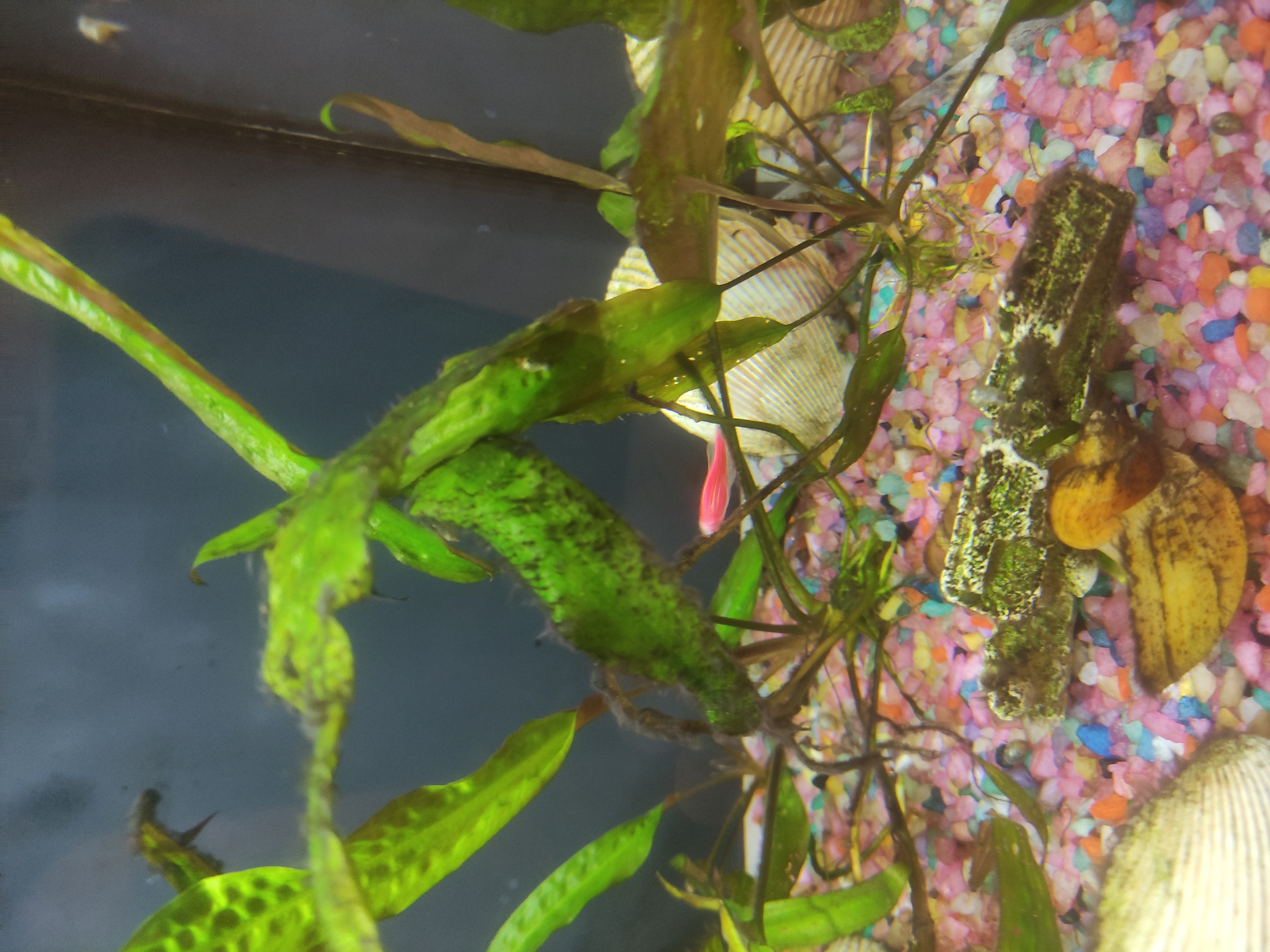 An aquarium is depicted with green aquatic plants, colorful gravel substrate, and several decorative shells. A small pink fish is swimming in the center of the frame. The background is a dark, out-of-focus wall, suggesting the aquarium is indoors. There is no indication of a specific location within Арэхаўскі сельскі Савет, Belarus, as the image only shows the interior of an aquarium.